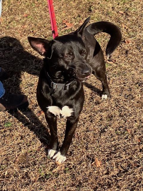 Enlarge Ruby, an adopted mixed breed in Manhasset, NY image 1/5