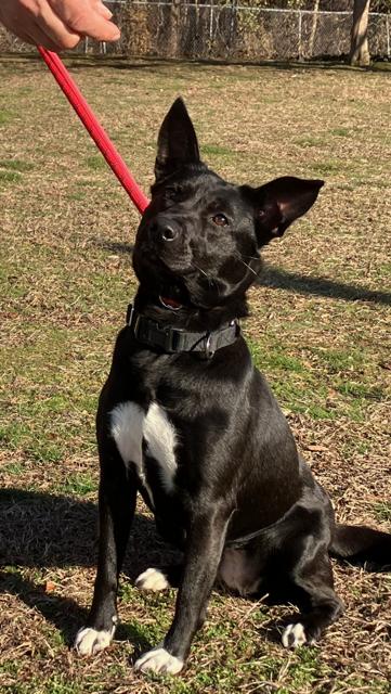 Enlarge Ruby, an adopted mixed breed in Manhasset, NY image 5/5