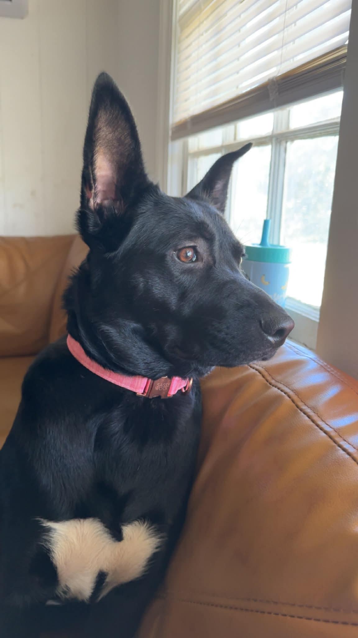 Enlarge Ruby, an adopted mixed breed in Manhasset, NY image 3/5