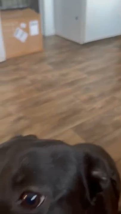 Enlarge Ruby, an adopted mixed breed in Manhasset, NY video 2/5