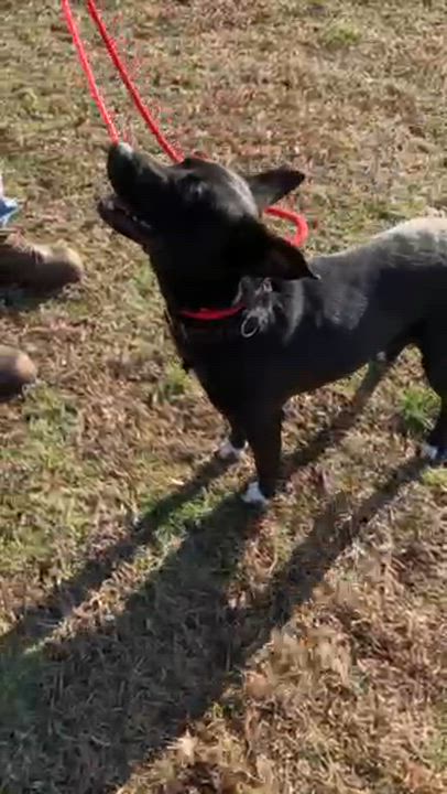 Enlarge Ruby, an adopted mixed breed in Manhasset, NY video 4/5