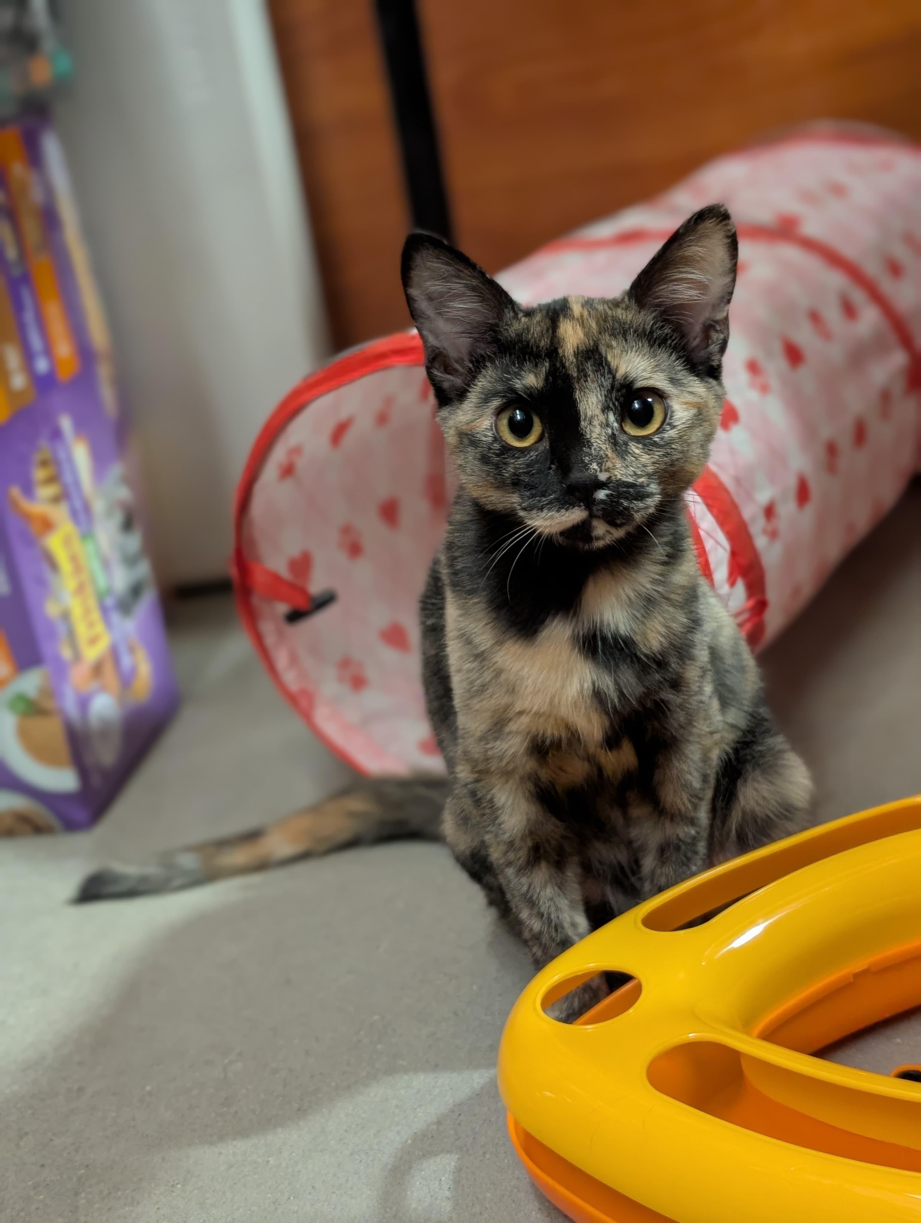 Miss Kitty, a Adopted mixed breed in Hurricane, UT image 1/6