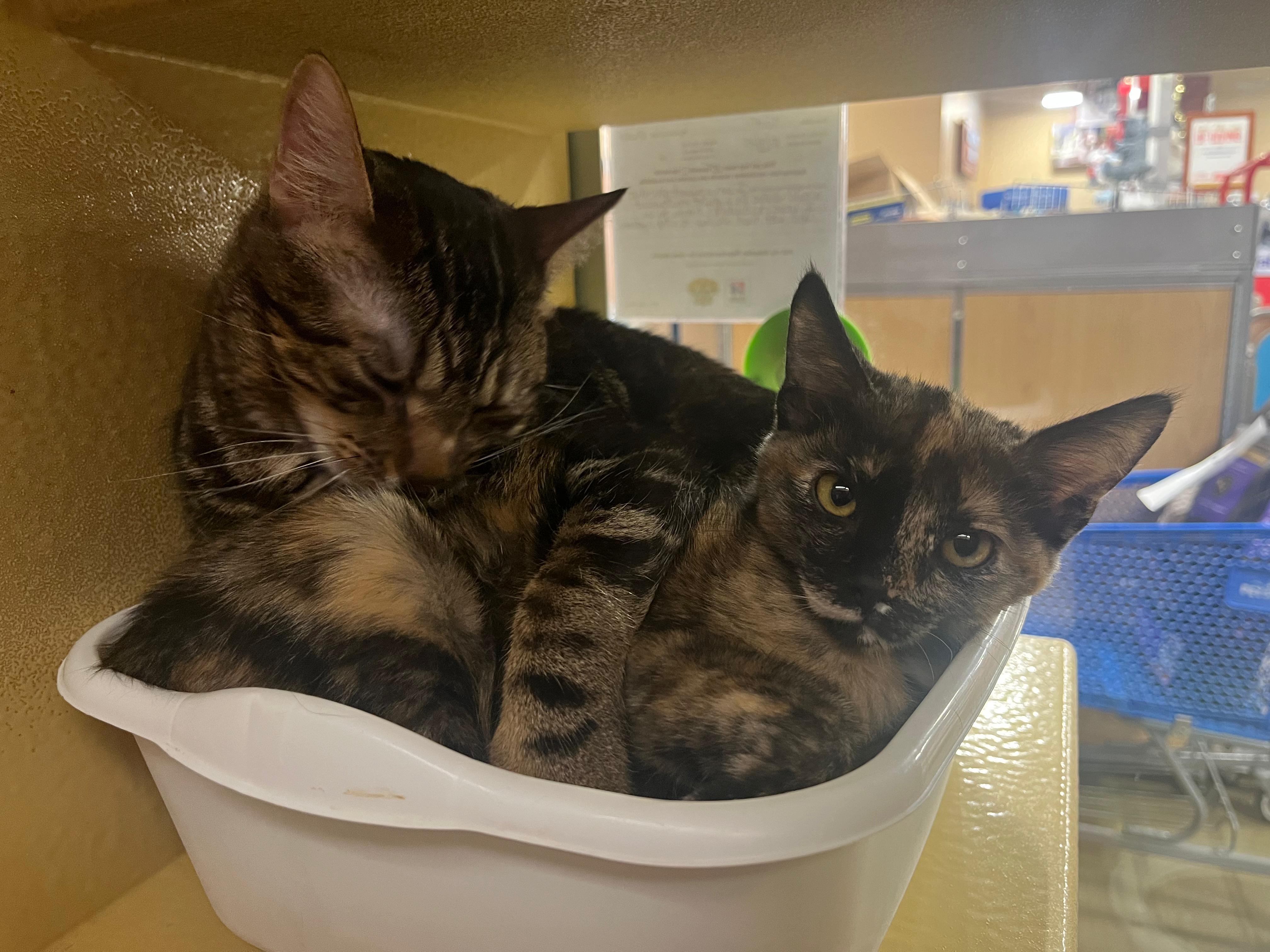 Miss Kitty, a Adopted mixed breed in Hurricane, UT image 2/6