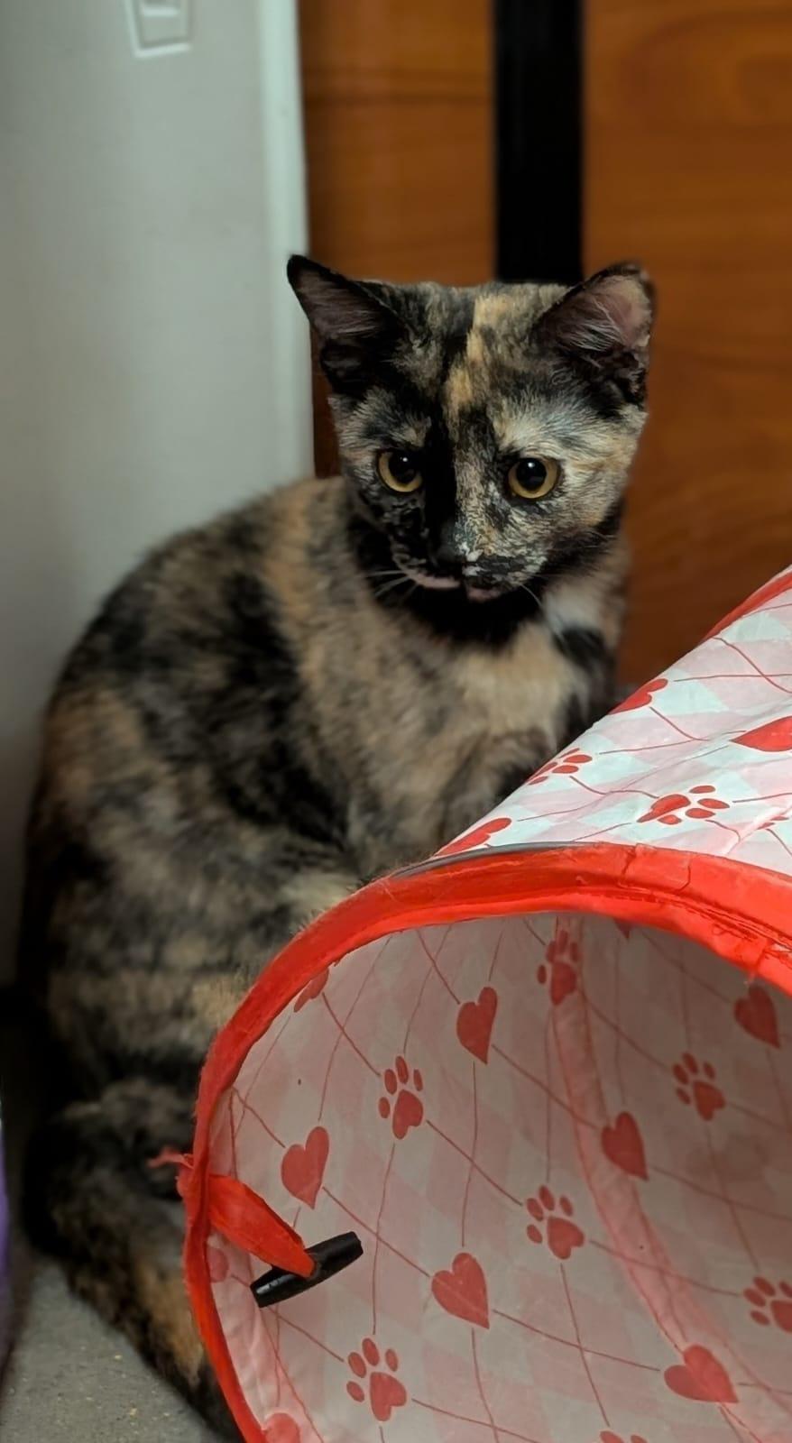 Miss Kitty, a Adopted mixed breed in Hurricane, UT image 3/6