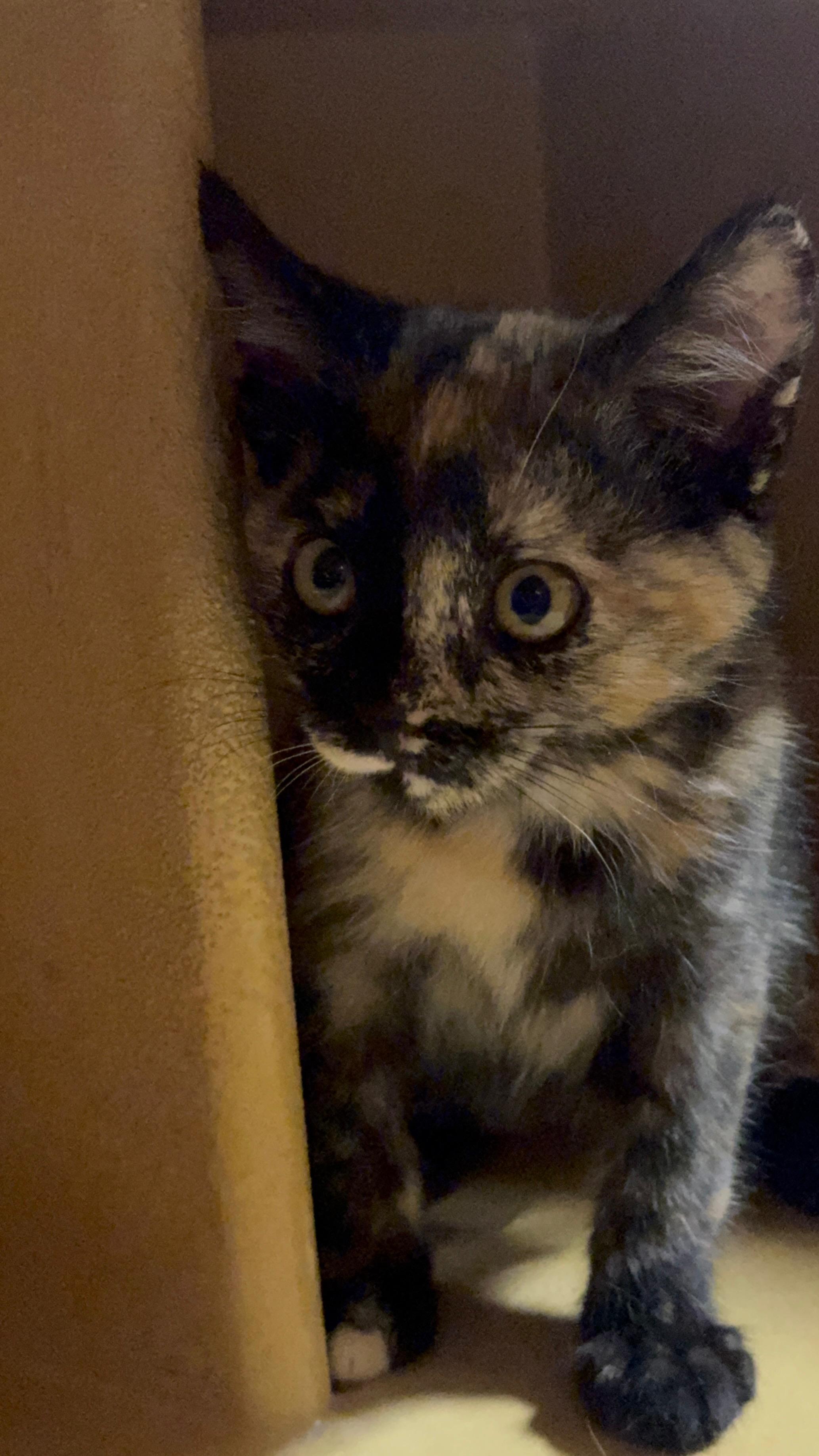 Miss Kitty, a Adopted mixed breed in Hurricane, UT image 4/6