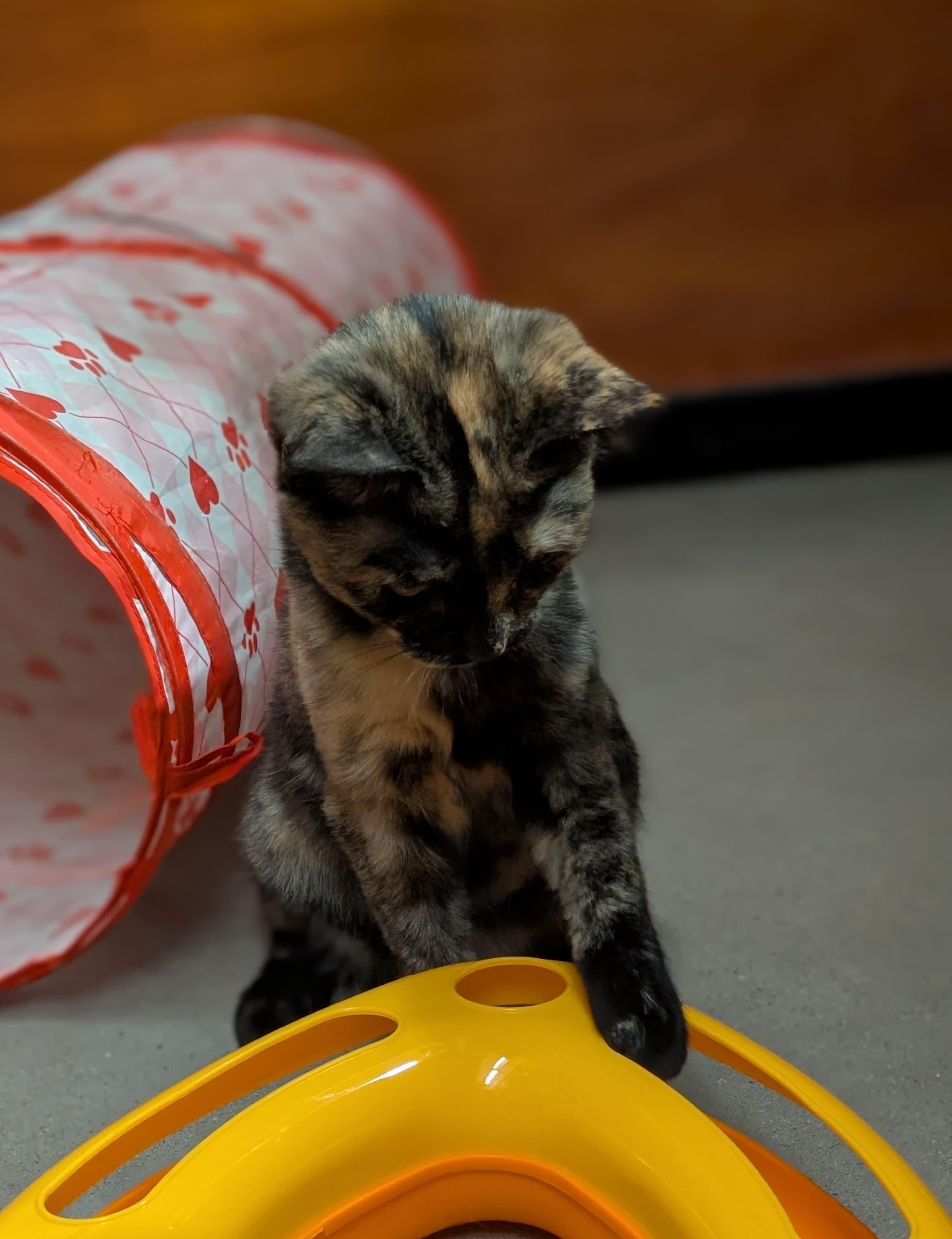 Miss Kitty, a Adopted mixed breed in Hurricane, UT image 5/6