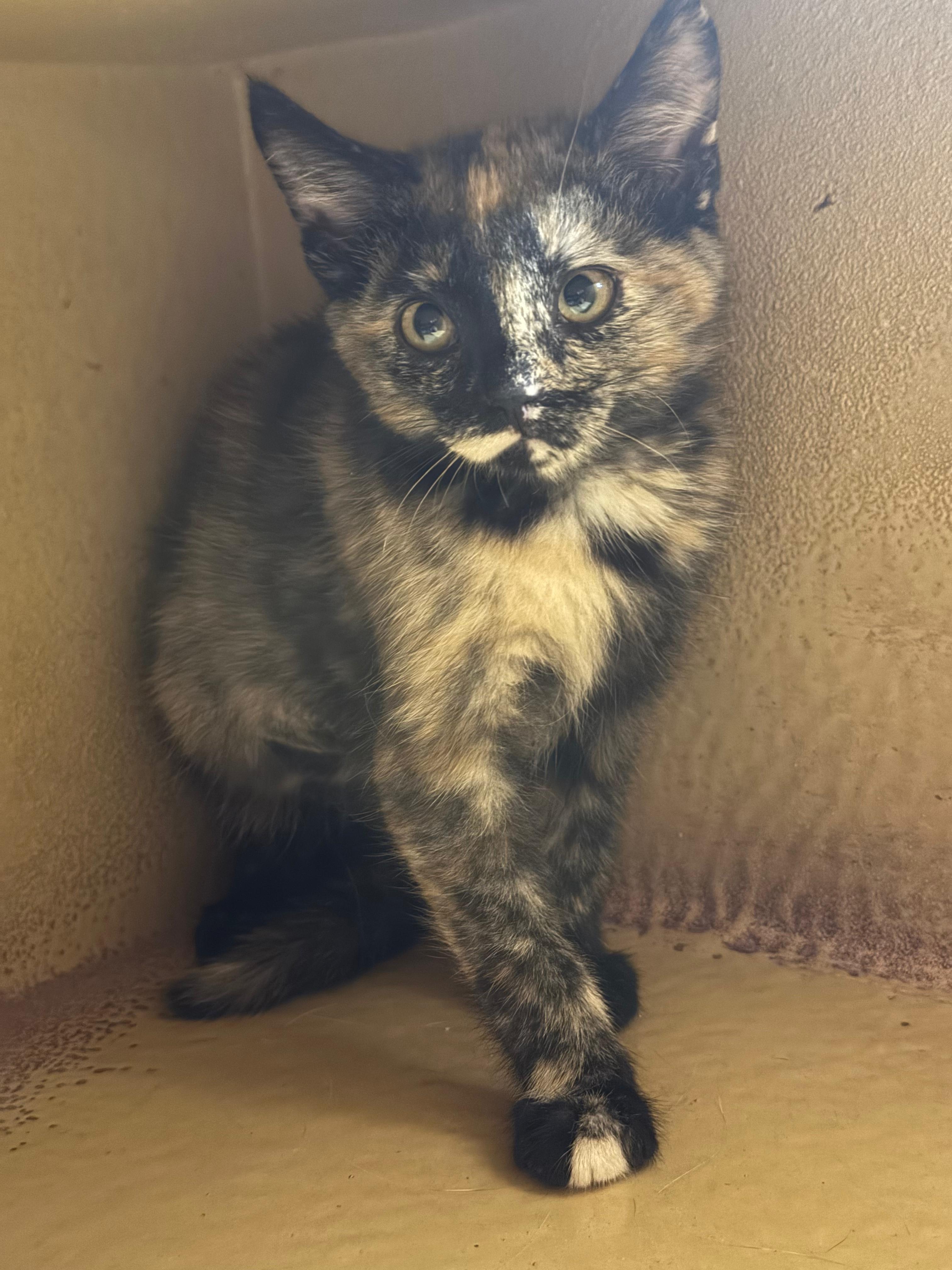Miss Kitty, a Adopted mixed breed in Hurricane, UT image 6/6