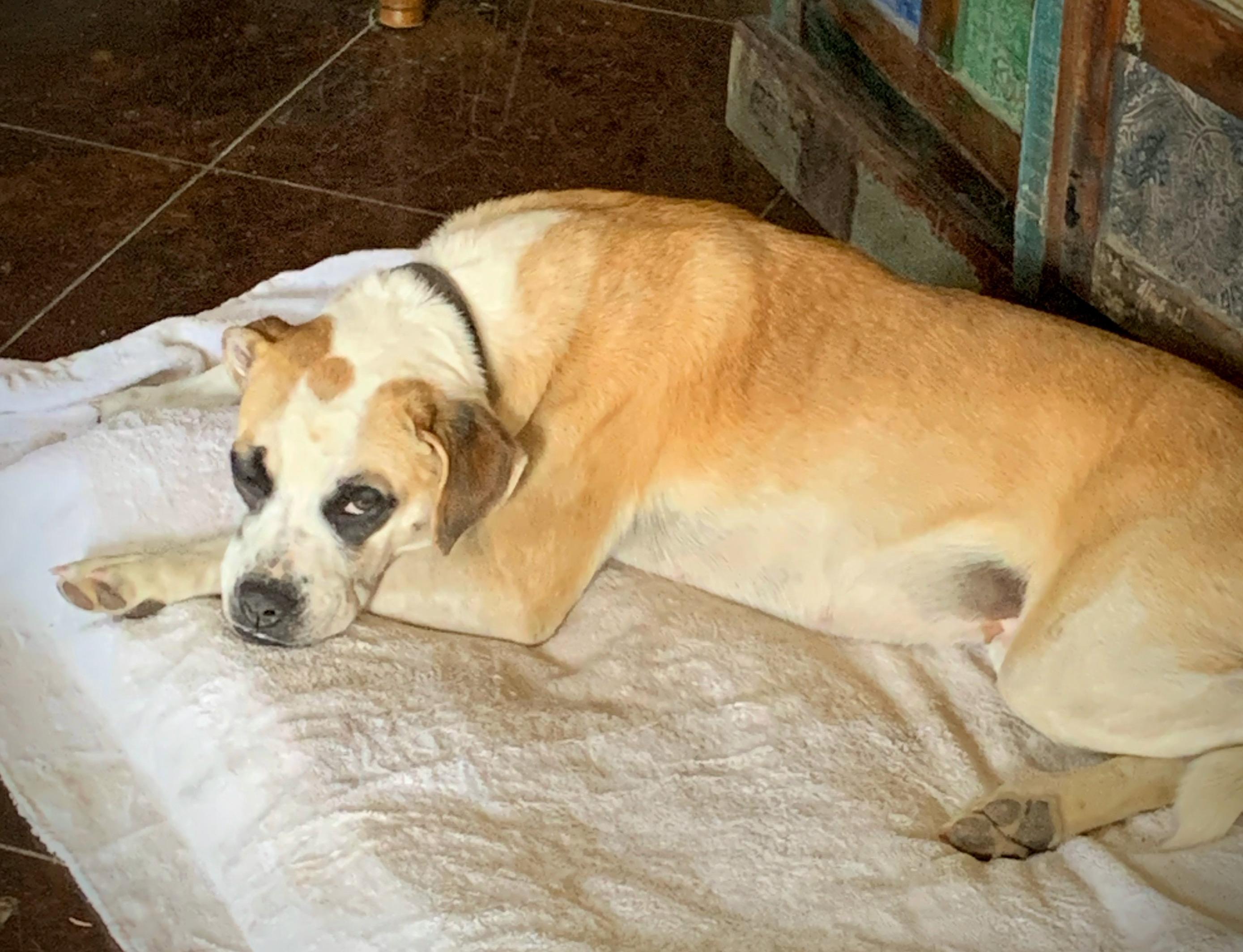 Missy, Adoptable, Young Female Boxer.