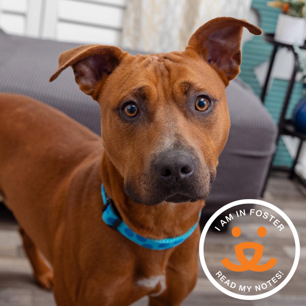 Ryu, a Adoptable mixed breed in Los Angeles, CA image 1/4