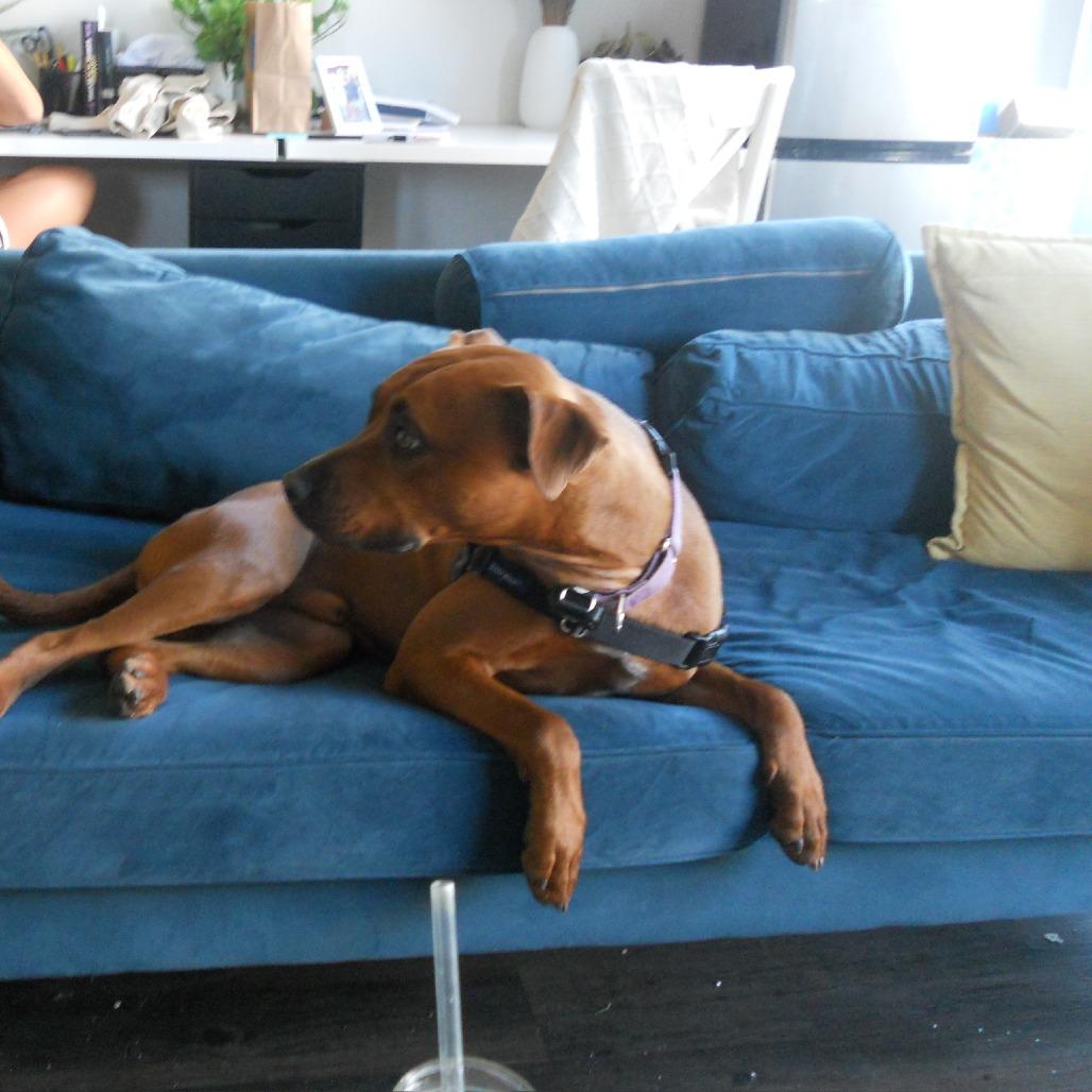 Enlarge Noa, a Adoptable mixed breed in Los Angeles, CA image 1/6