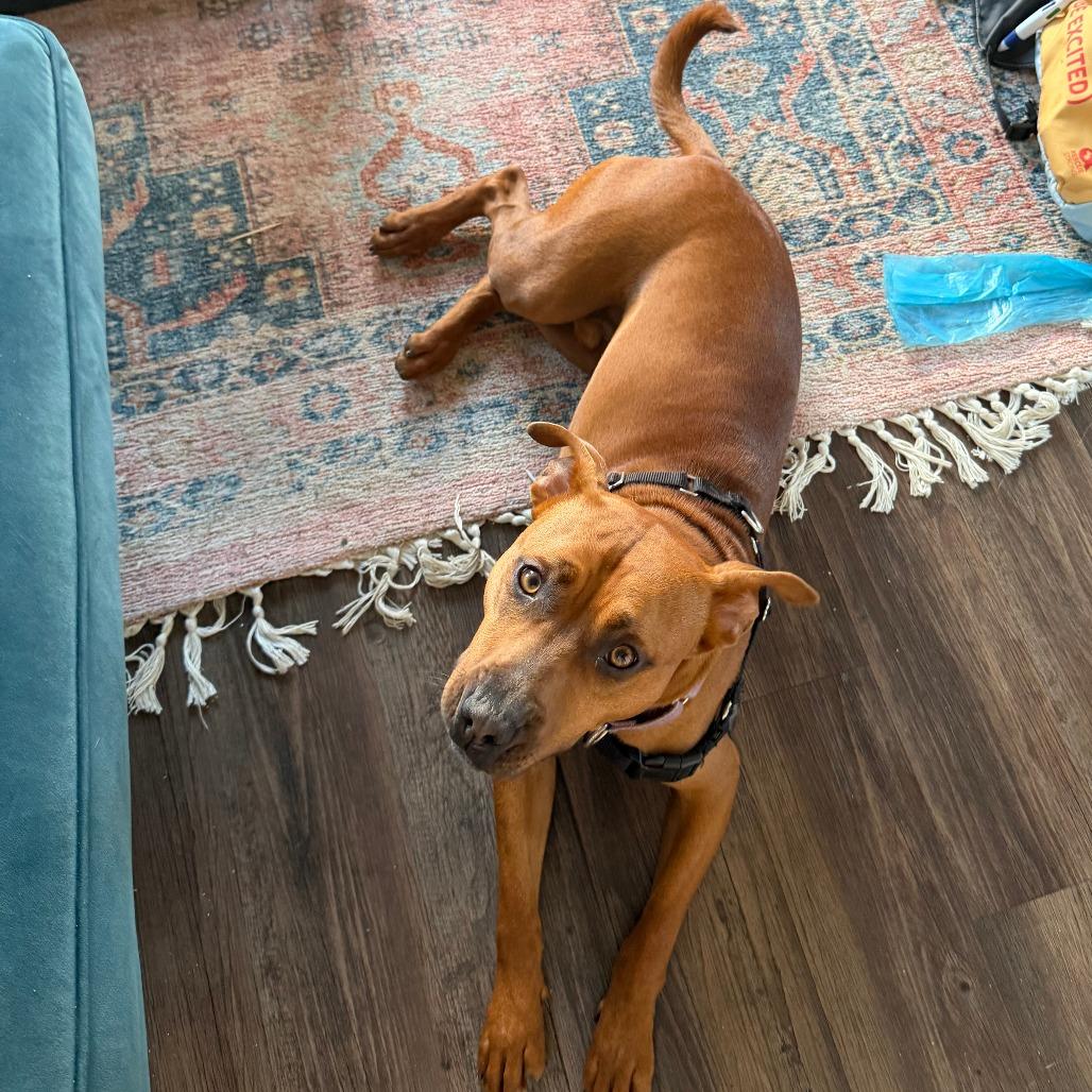 Enlarge Noa, a Adoptable mixed breed in Los Angeles, CA image 3/6