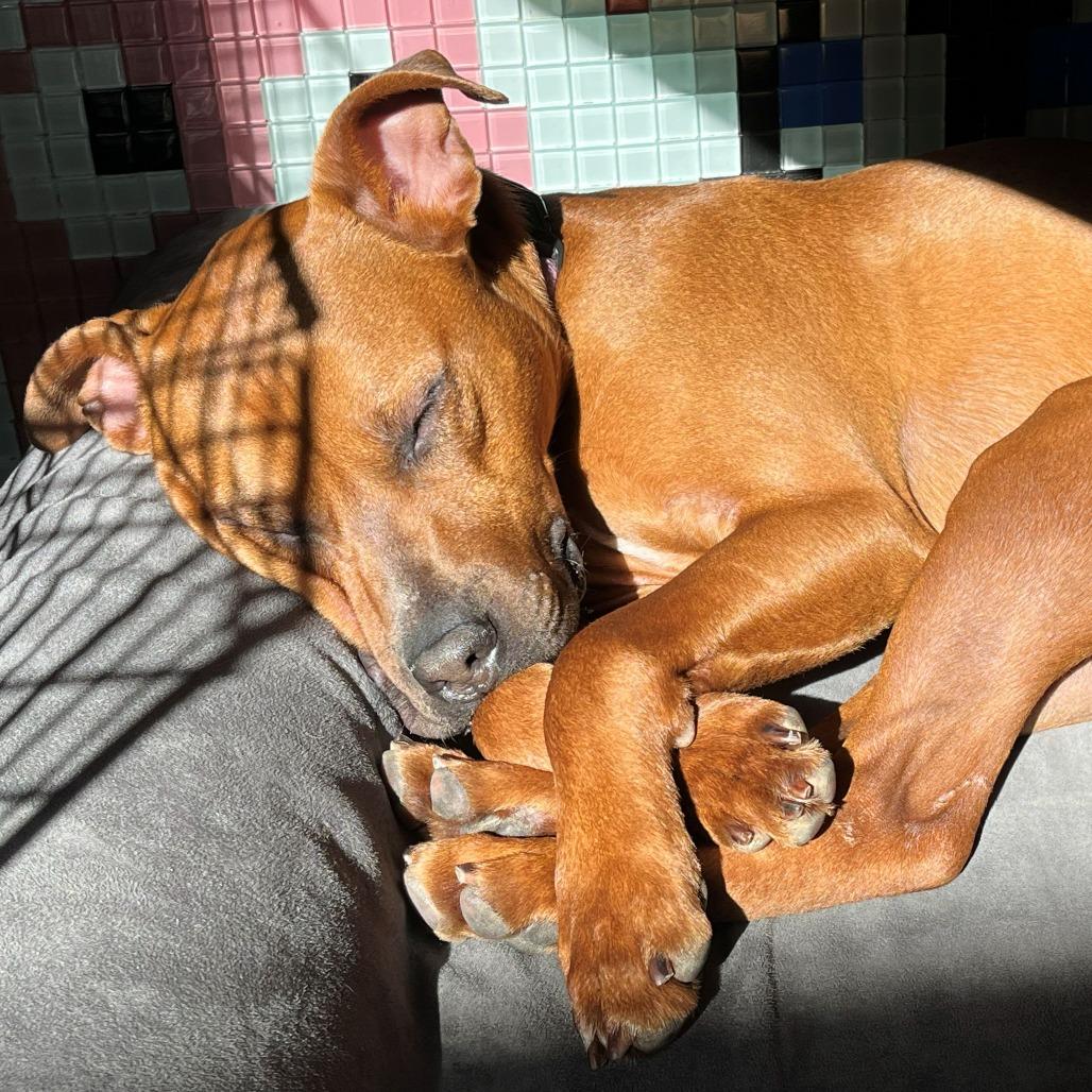 Ryu, a Adoptable mixed breed in Los Angeles, CA image 2/4