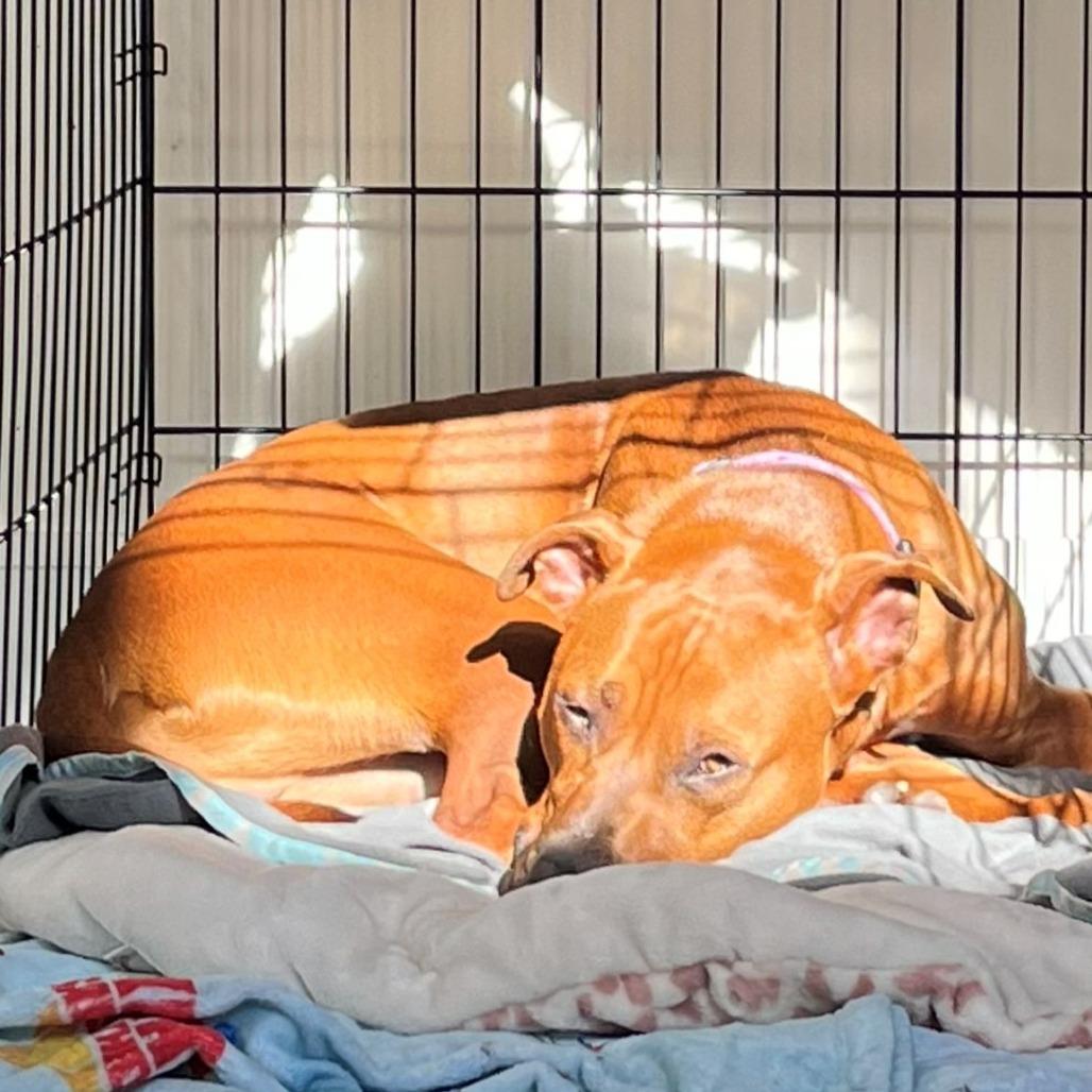 Ryu, a Adoptable mixed breed in Los Angeles, CA image 4/4