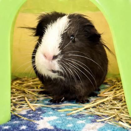 Enlarge Gizmo, a Adoptable Guinea Pig in Voorhees, NJ image 1/3