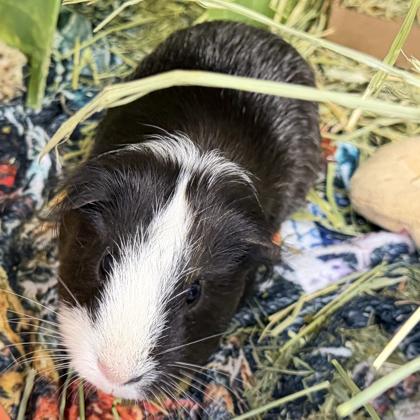 Enlarge Gizmo, a Adoptable Guinea Pig in Voorhees, NJ image 2/3