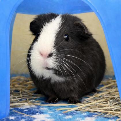 Enlarge Gizmo, a Adoptable Guinea Pig in Voorhees, NJ image 3/3