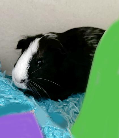 Enlarge Gizmo, a Adoptable Guinea Pig in Voorhees, NJ image 1/2