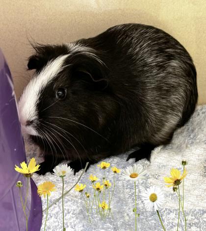 Gizmo, Adoptable, Adult Male Guinea Pig & Guinea Pig.