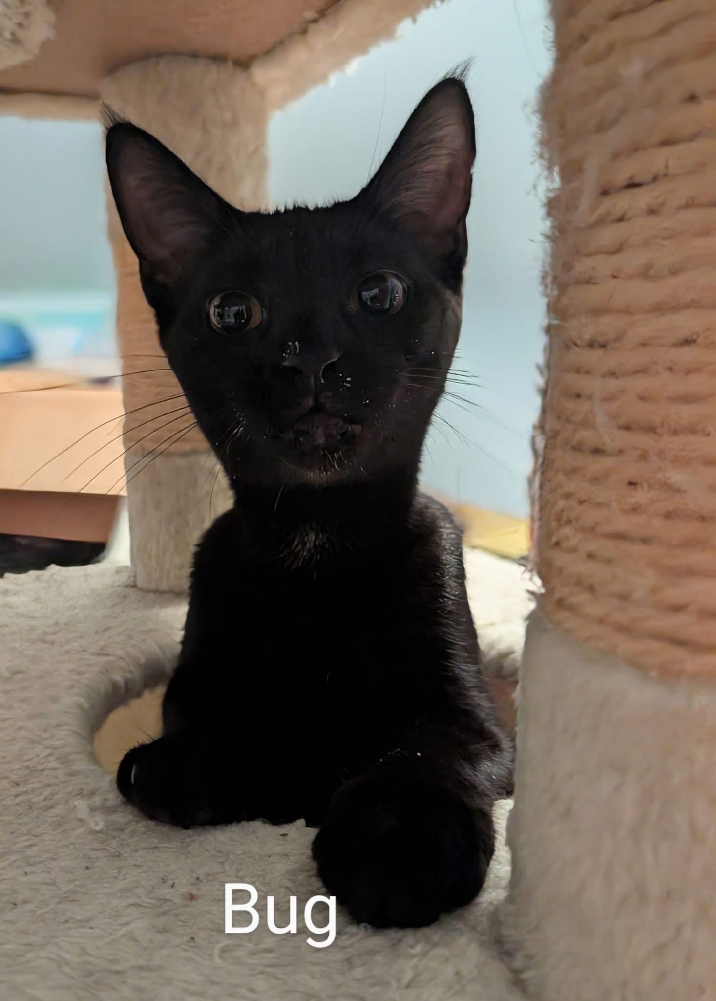 Bug, a Adoptable Domestic Short Hair in Manhattan, KS image 2/4