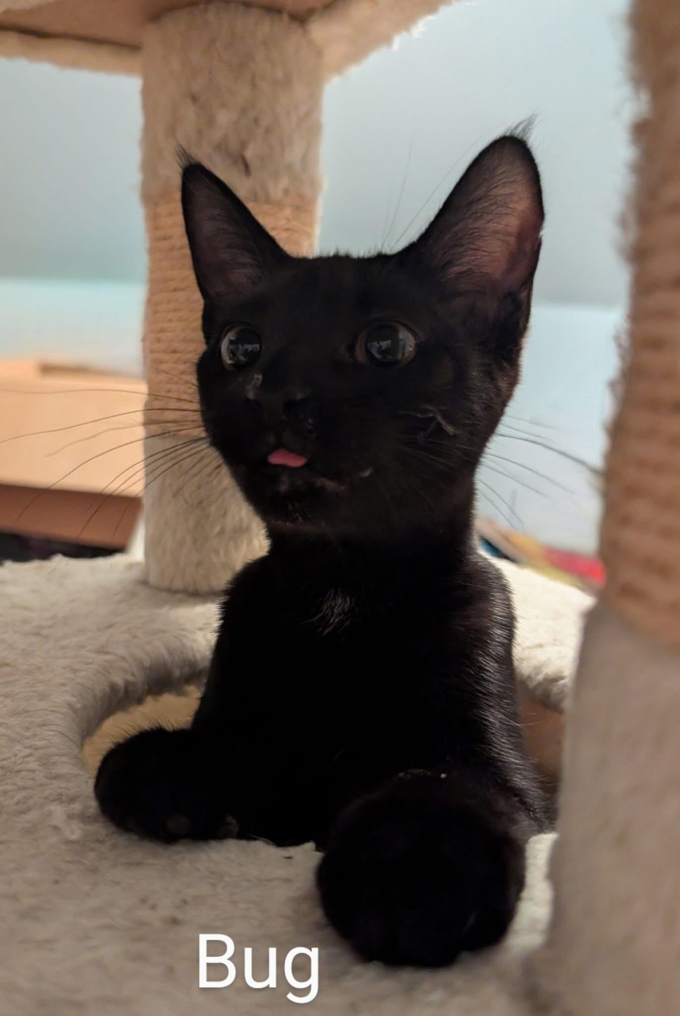 Bug, a Adoptable Domestic Short Hair in Manhattan, KS image 3/4