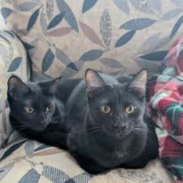 Bug, Adoptable, Young Male Domestic Short Hair.