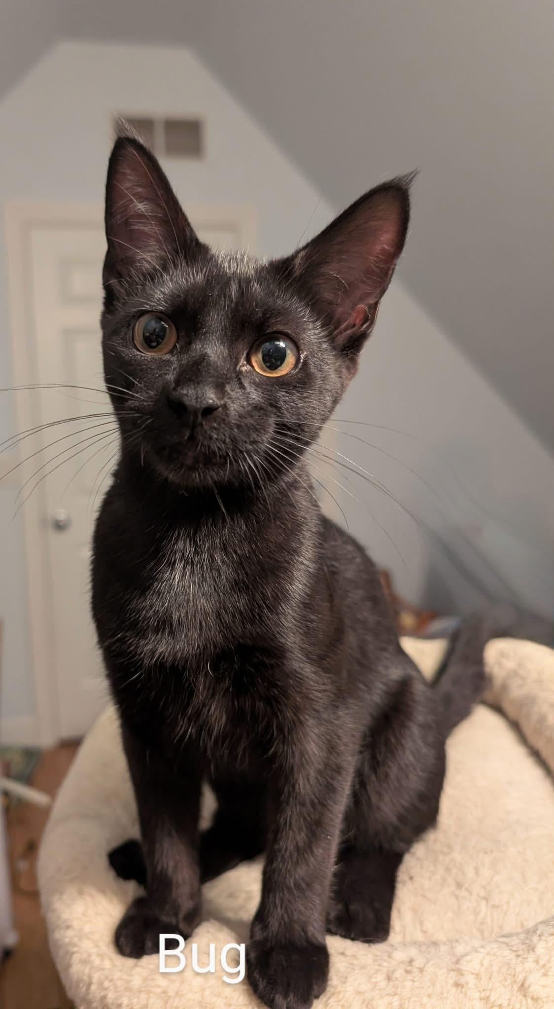 Bug, Adoptable, Young Male Domestic Short Hair.