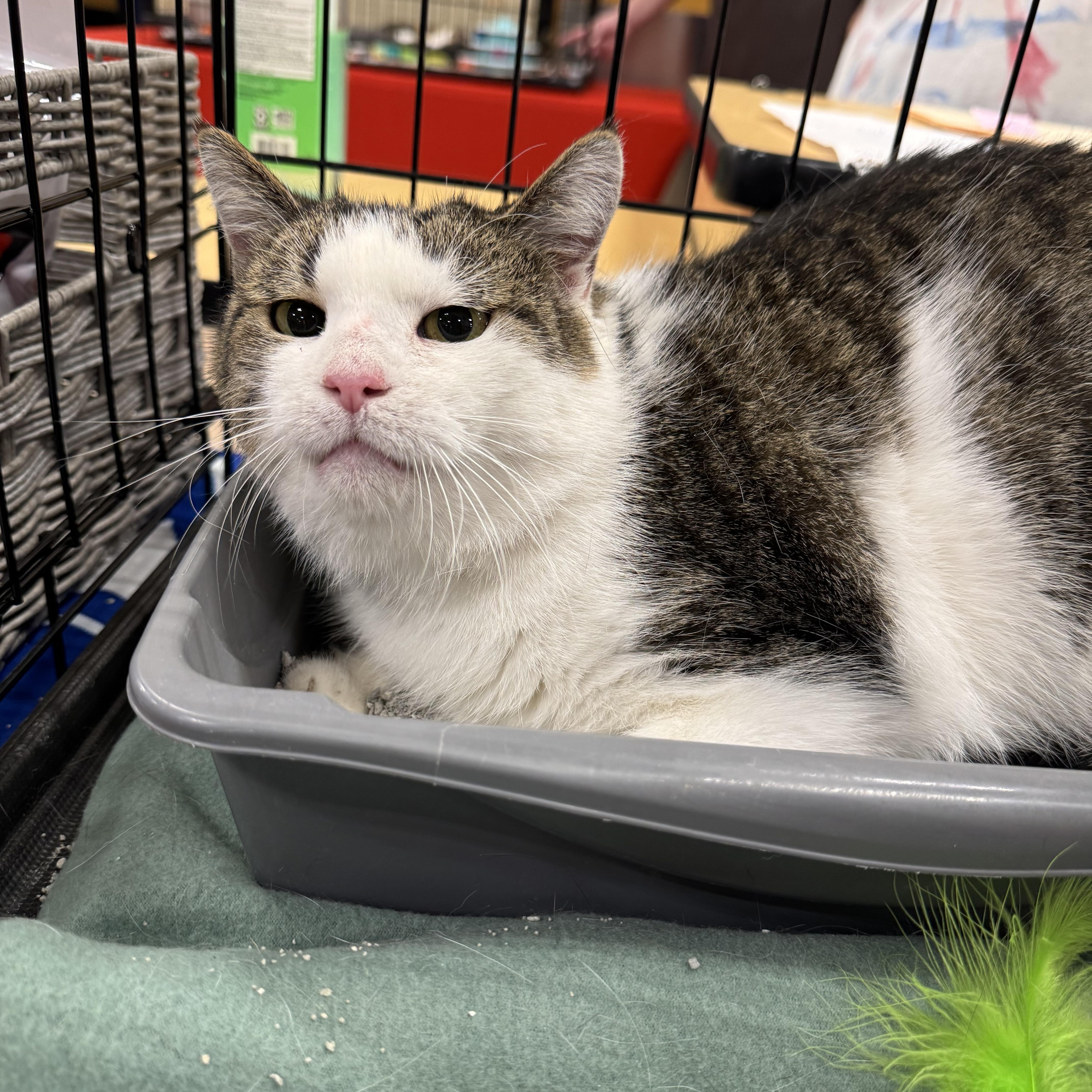 Macchia, a Adoptable Domestic Short Hair in Gerrardstown, WV image 4/4