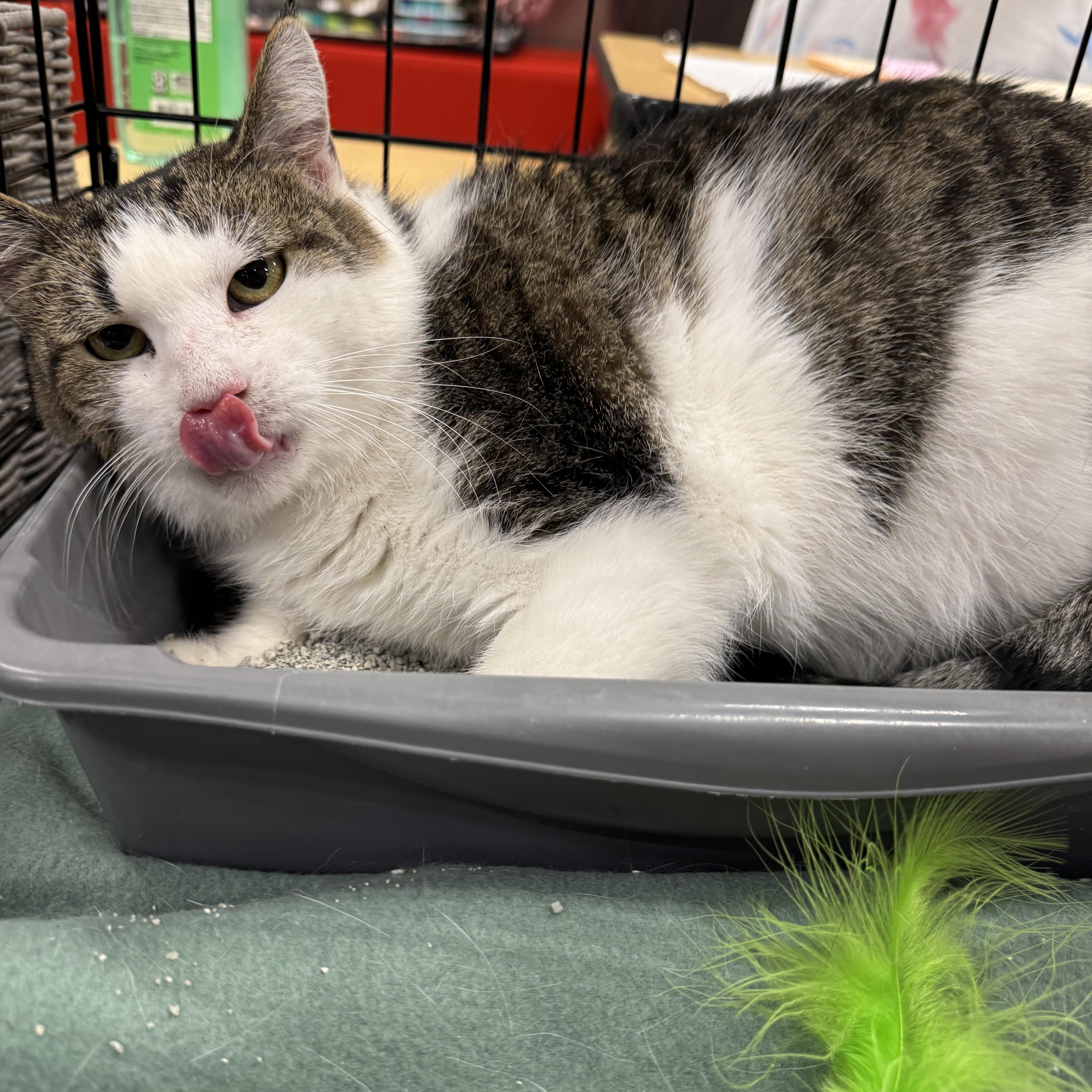 Macchia, a Adoptable Domestic Short Hair in Gerrardstown, WV image 3/4