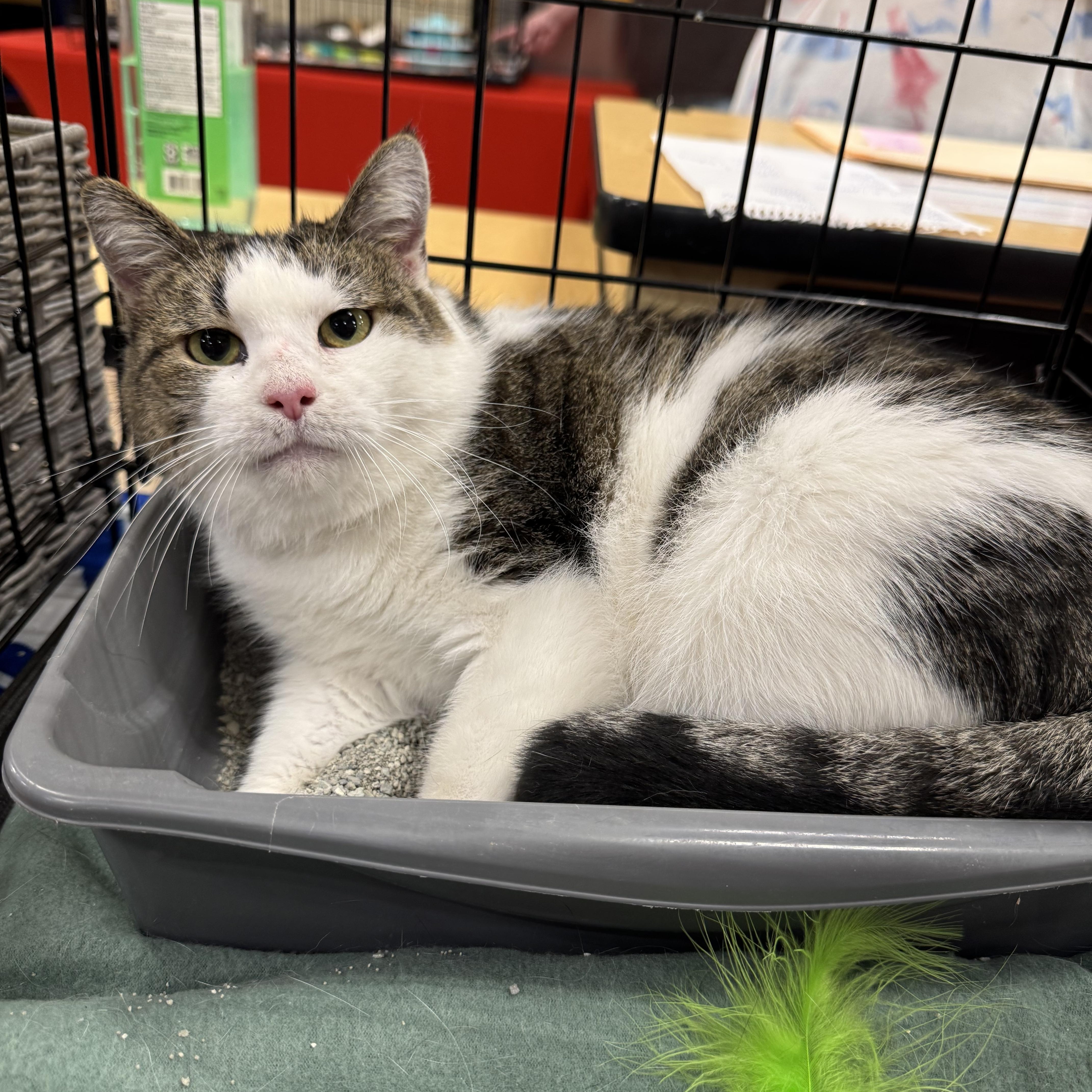 Macchia, a Adoptable Domestic Short Hair in Gerrardstown, WV image 1/4