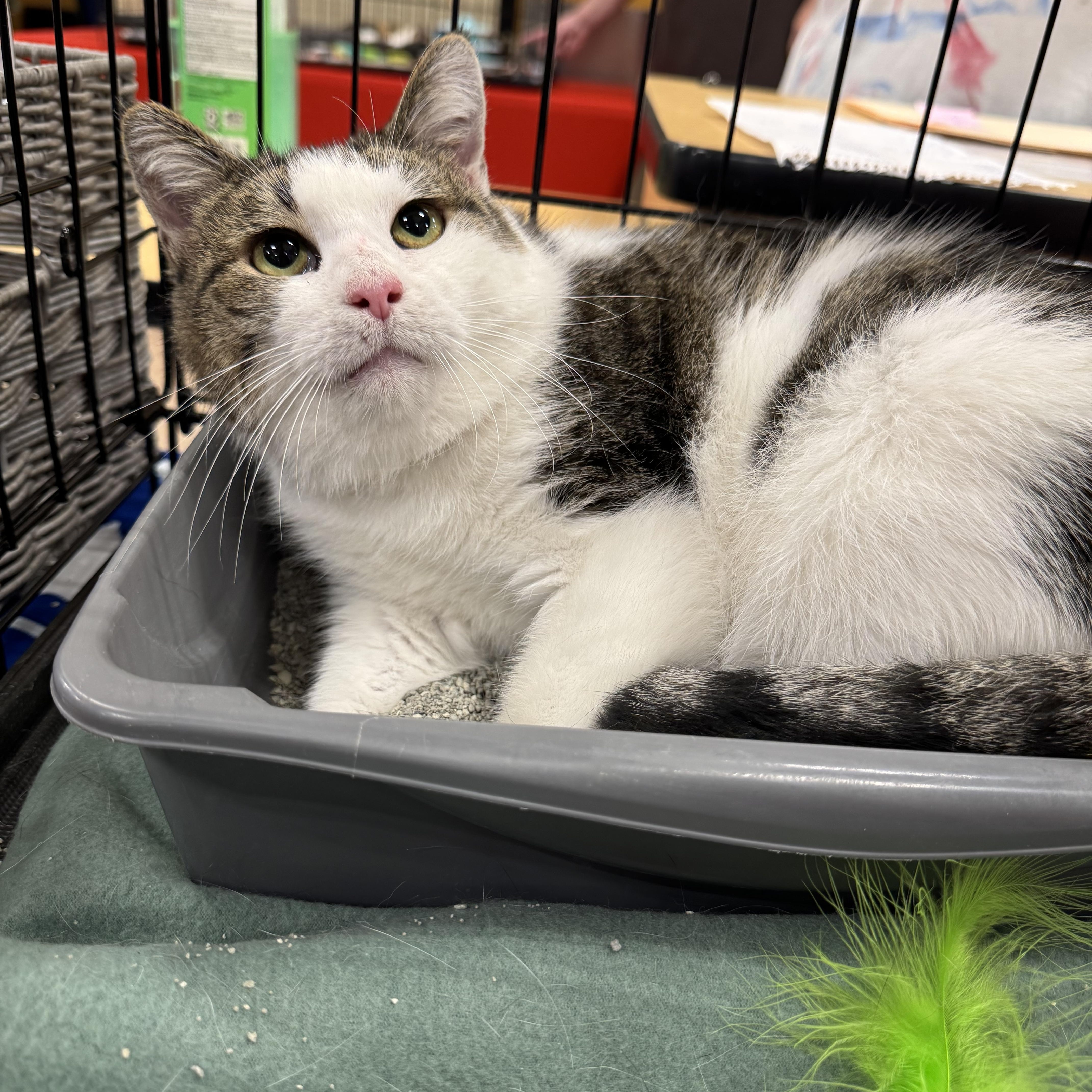 Macchia, a Adoptable Domestic Short Hair in Gerrardstown, WV image 2/4