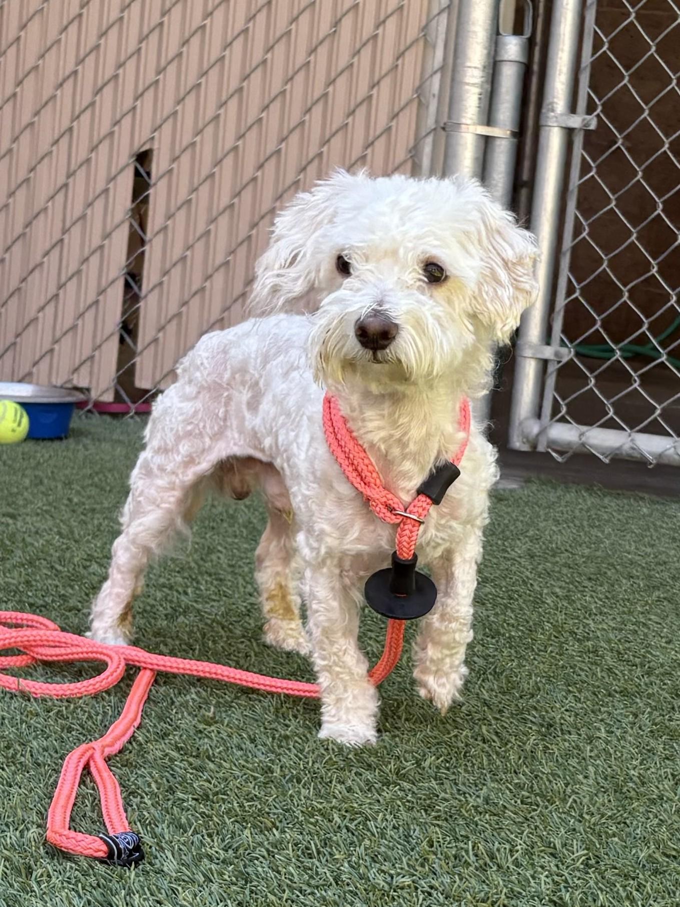 Benny, an adoptable mixed breed in Mesquite, NV image 3/4