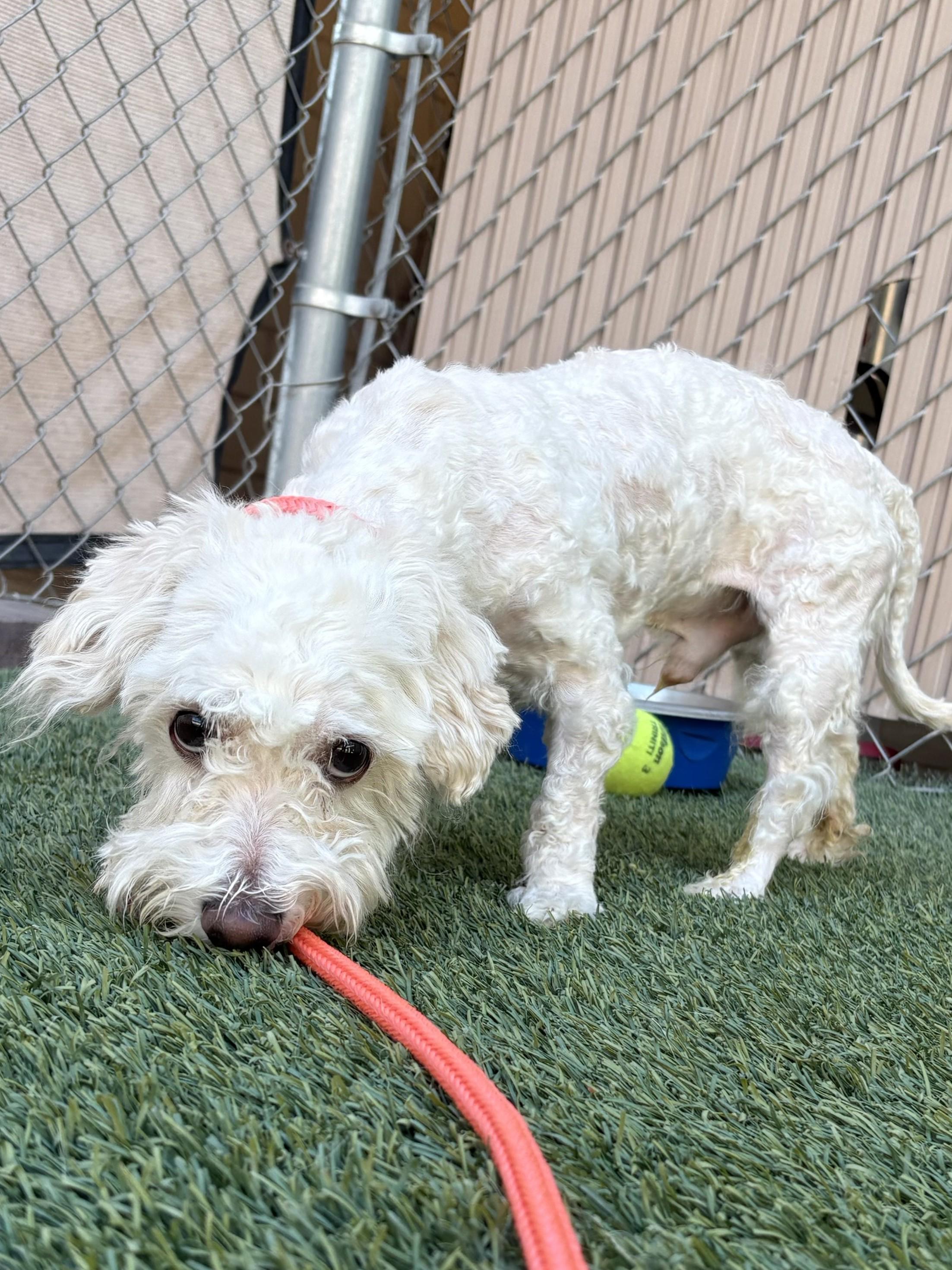Benny, an adoptable mixed breed in Mesquite, NV image 4/4