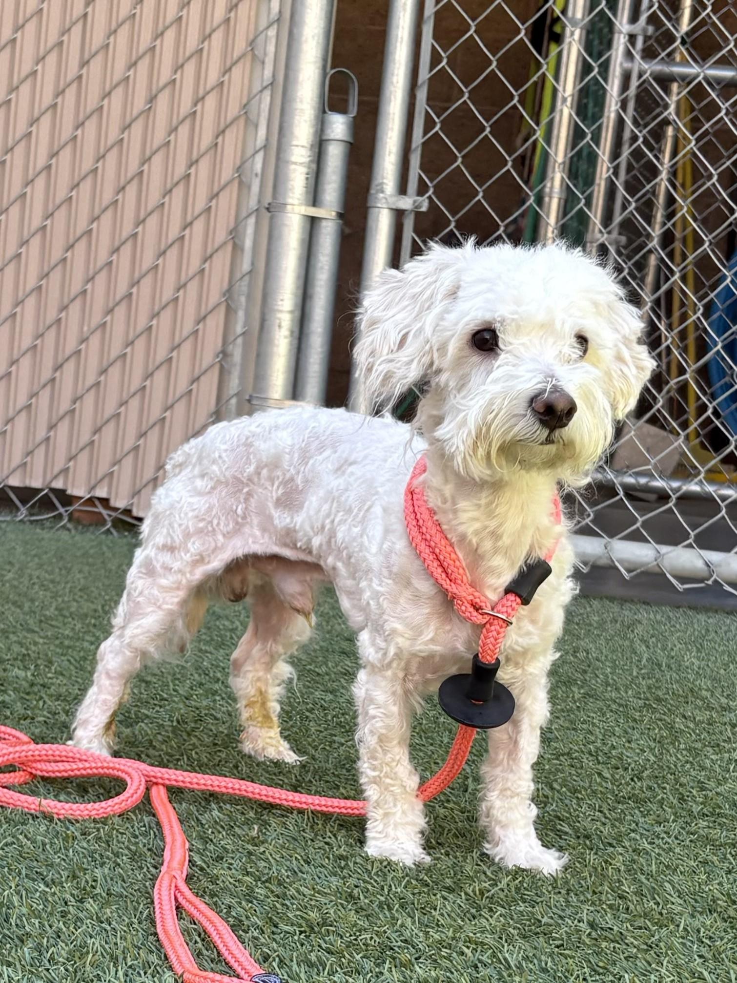 Benny, adoptable, Adult Male Poodle & Bichon Frise.