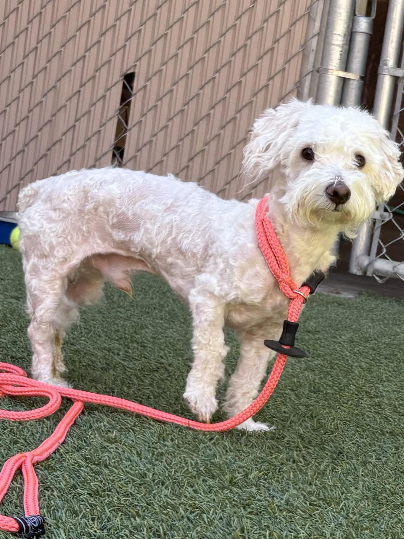 Benny, an adoptable mixed breed in Mesquite, NV image 2/4