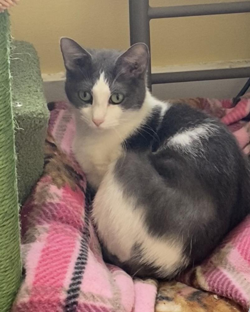 Enlarge Kiya, a Adoptable Domestic Short Hair in Jefferson Hills, PA image 2/2