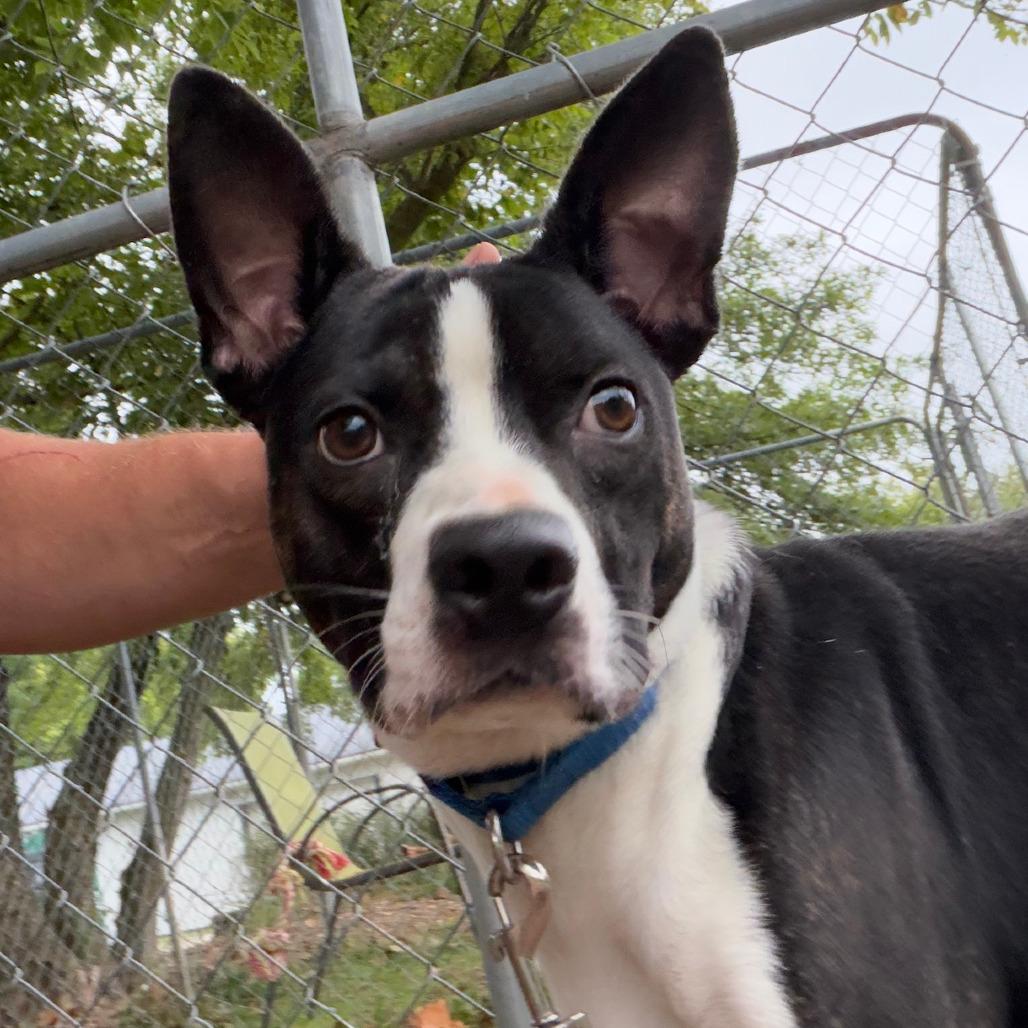 Enlarge Skip, a Adoptable Boston Terrier in Columbia Station, OH image 1/6