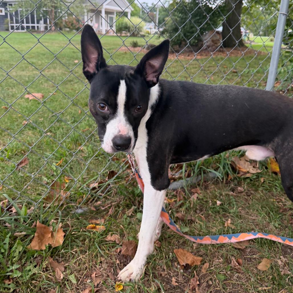 Enlarge Skip, a Adoptable Boston Terrier in Columbia Station, OH image 2/6