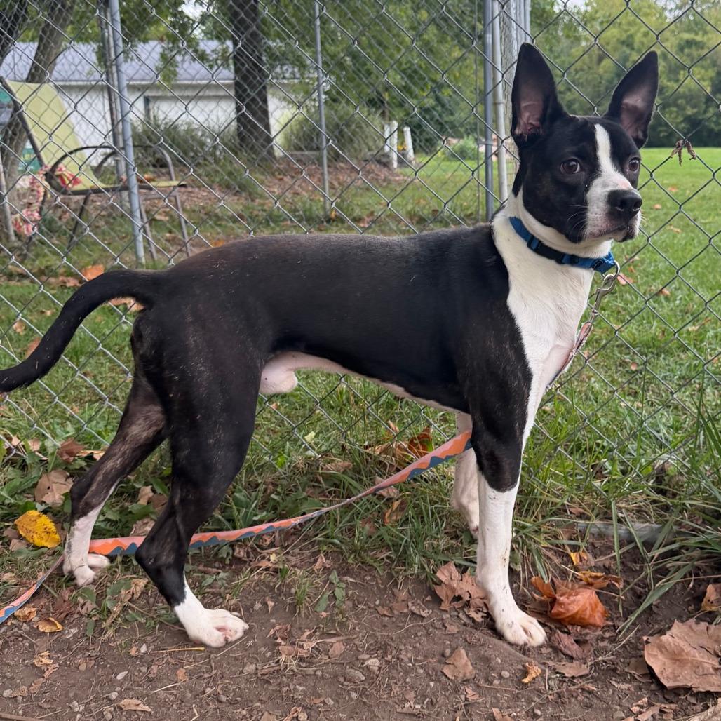 Enlarge Skip, a Adoptable Boston Terrier in Columbia Station, OH image 3/6