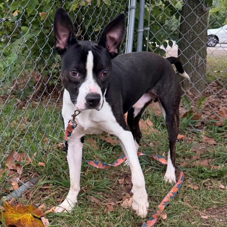 Enlarge Skip, a Adoptable Boston Terrier in Columbia Station, OH image 4/6
