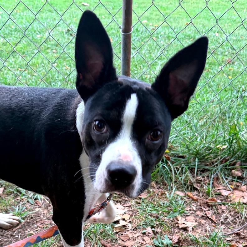 Enlarge Skip, a Adoptable Boston Terrier in Columbia Station, OH image 5/6