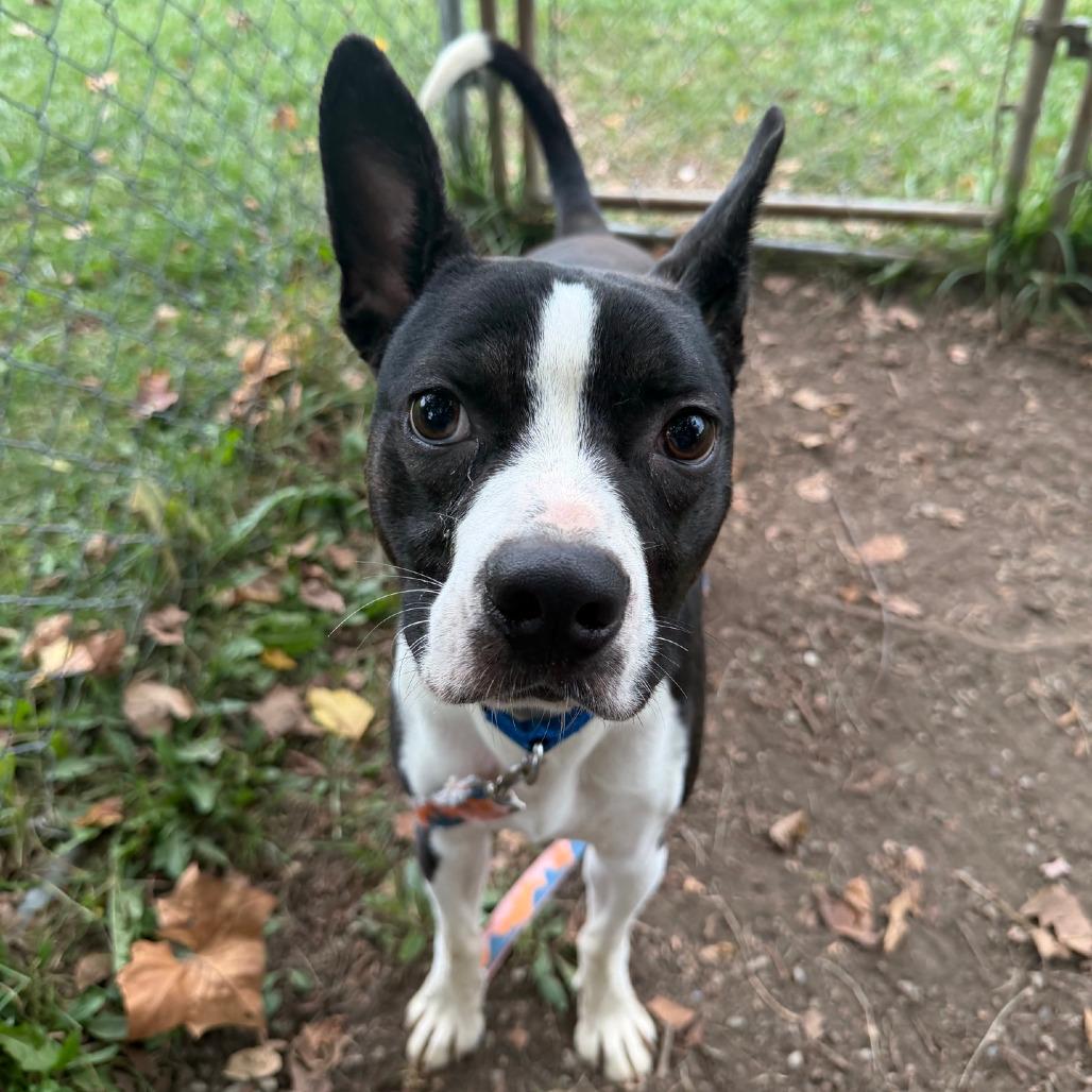 Enlarge Skip, a Adoptable Boston Terrier in Columbia Station, OH image 6/6