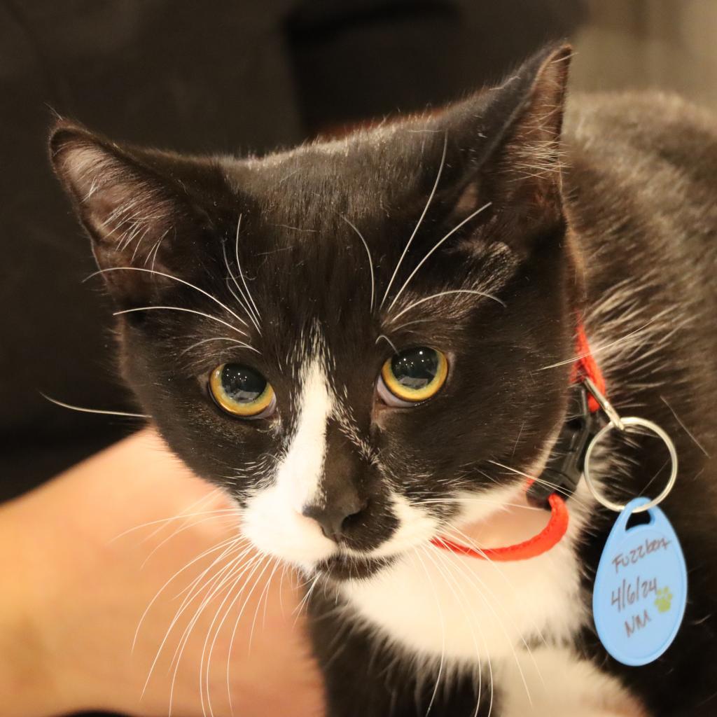 Fuzzbert, a Adoptable Domestic Short Hair in Tucson, AZ image 1/3