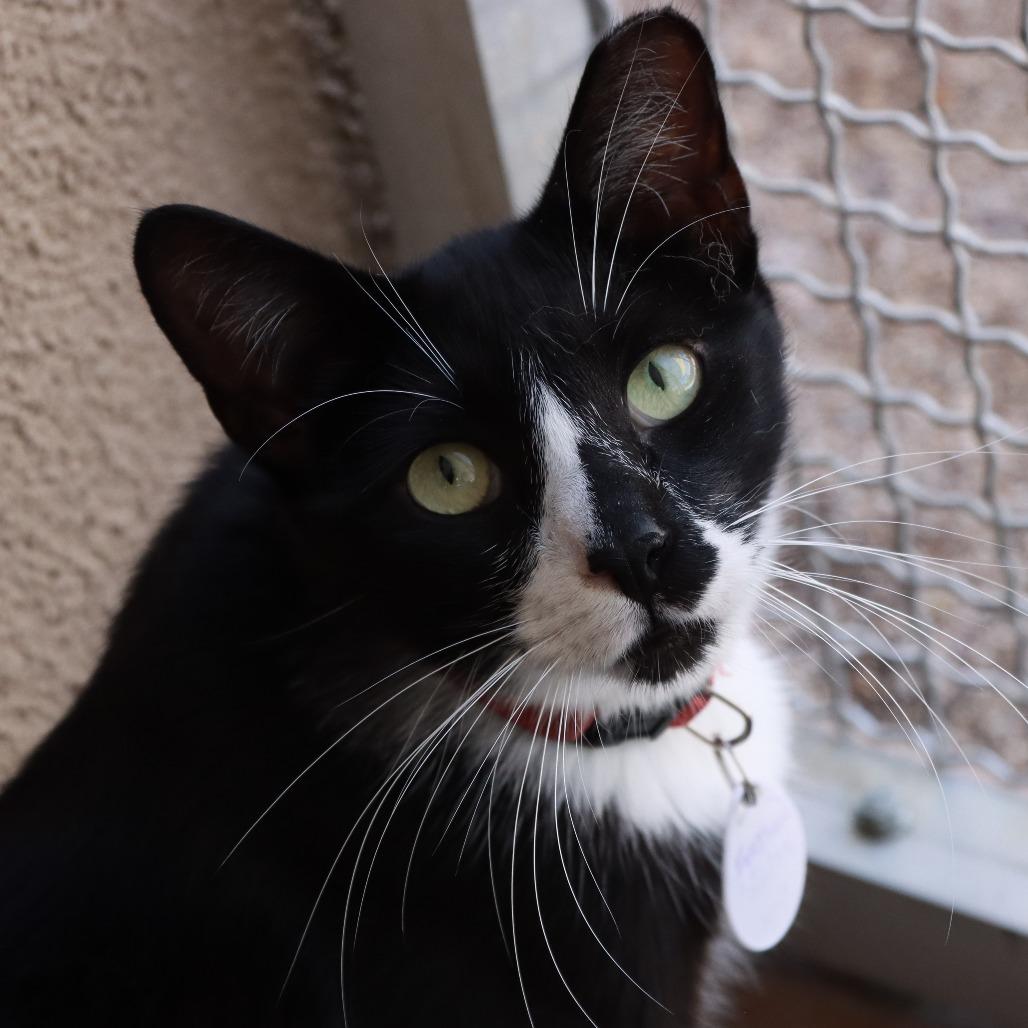 Enlarge Fuzzbert, a Adoptable Domestic Short Hair in Tucson, AZ image 2/4
