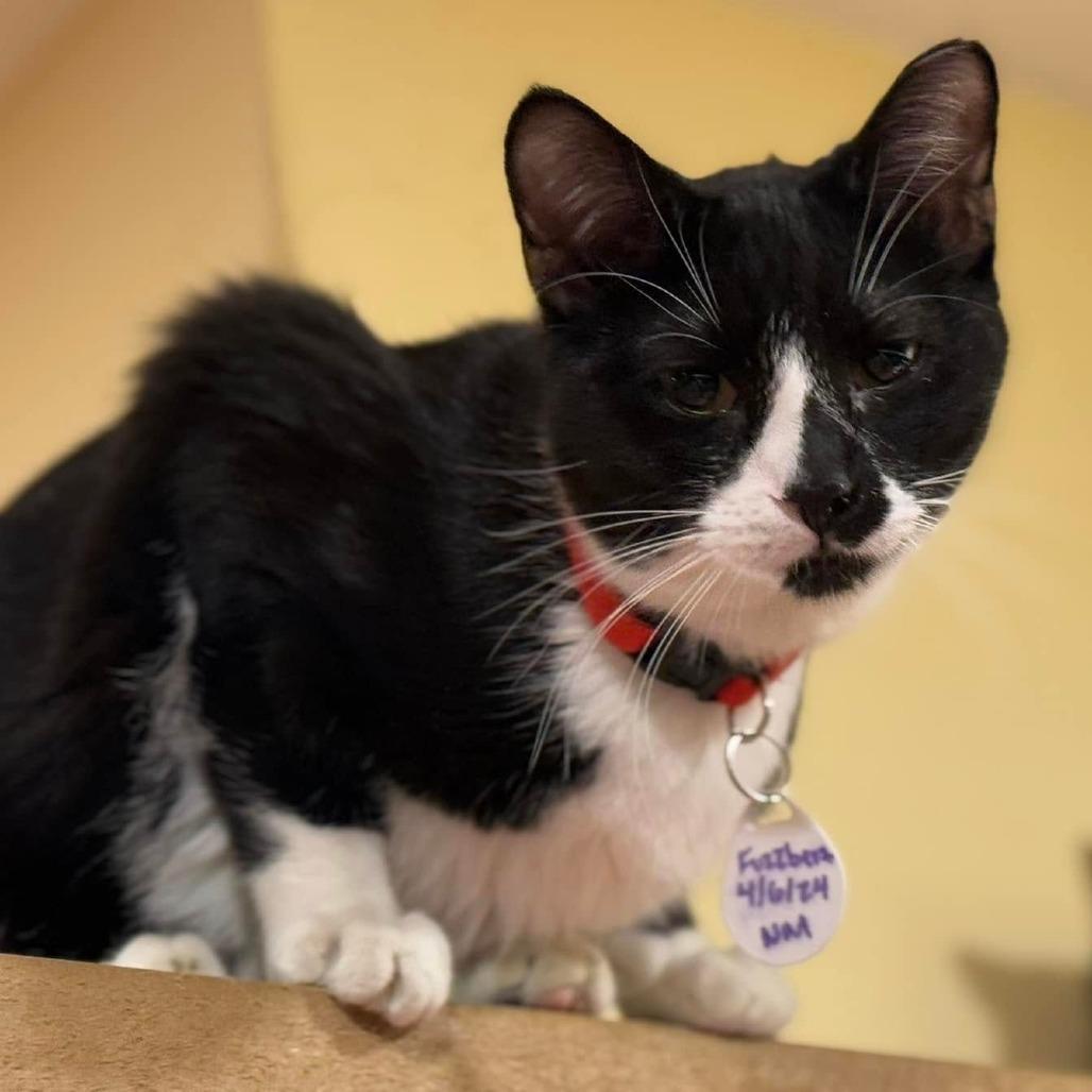 Fuzzbert, a Adoptable Domestic Short Hair in Tucson, AZ image 2/3