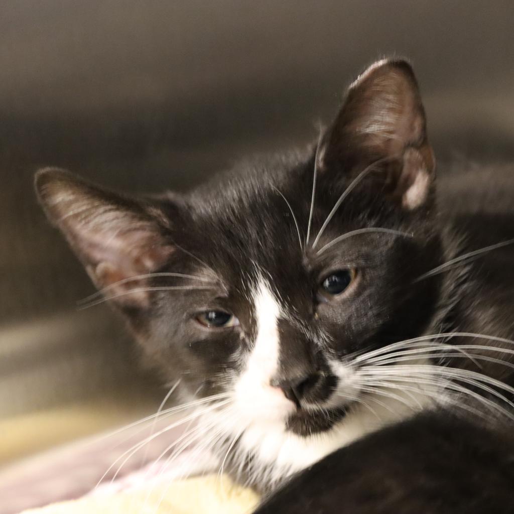Fuzzbert, a Adoptable Domestic Short Hair in Tucson, AZ image 3/3