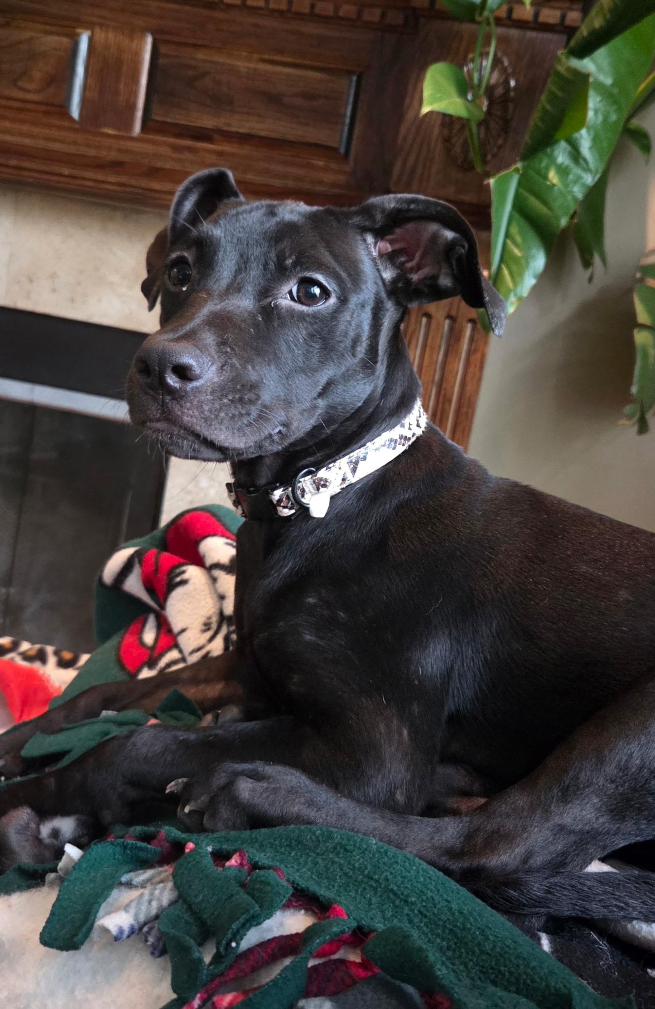 Enlarge Meeny, a Adoptable mixed breed in Oswego, IL image 4/5