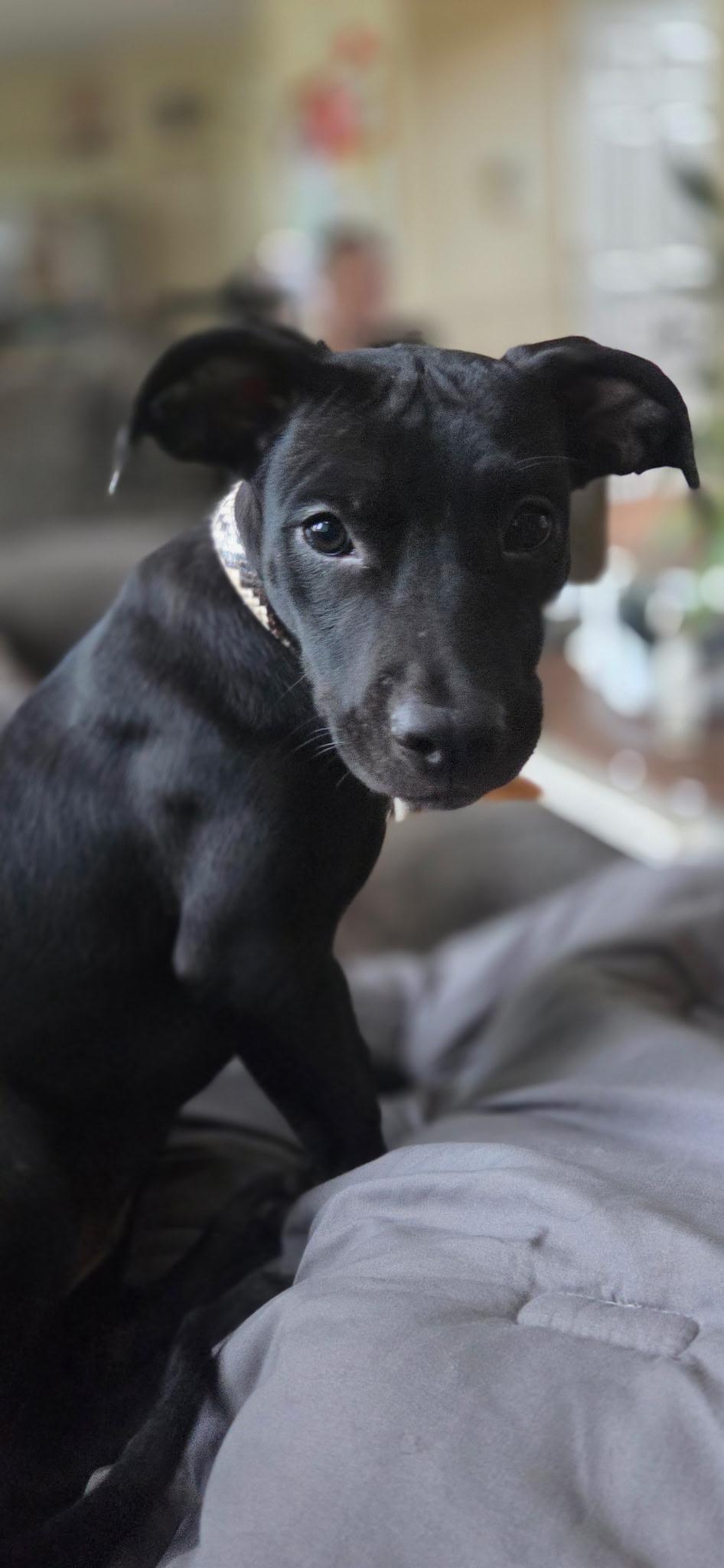 Enlarge Meeny, a Adoptable mixed breed in Oswego, IL image 1/5