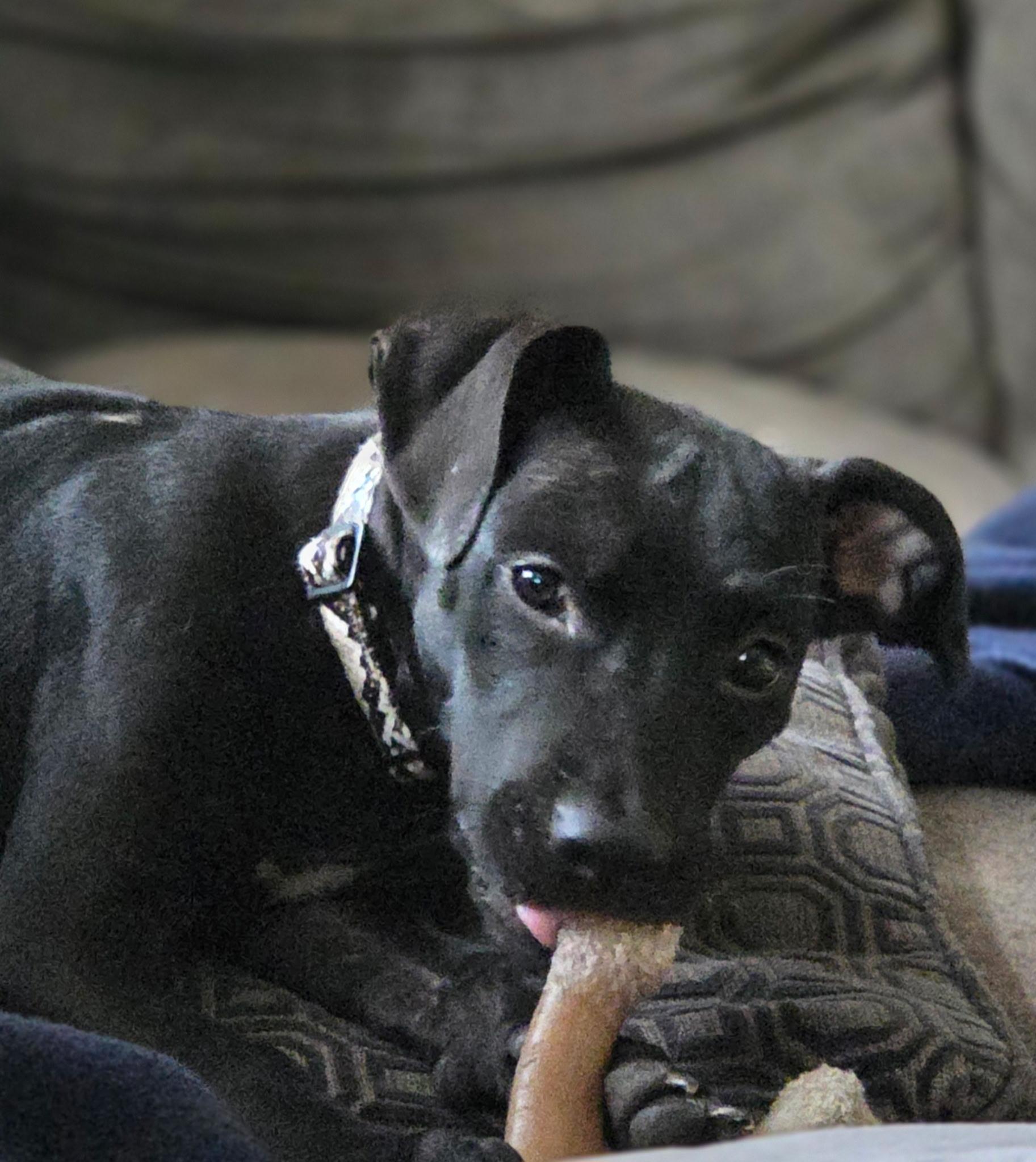 Enlarge Meeny, a Adoptable mixed breed in Oswego, IL image 2/5