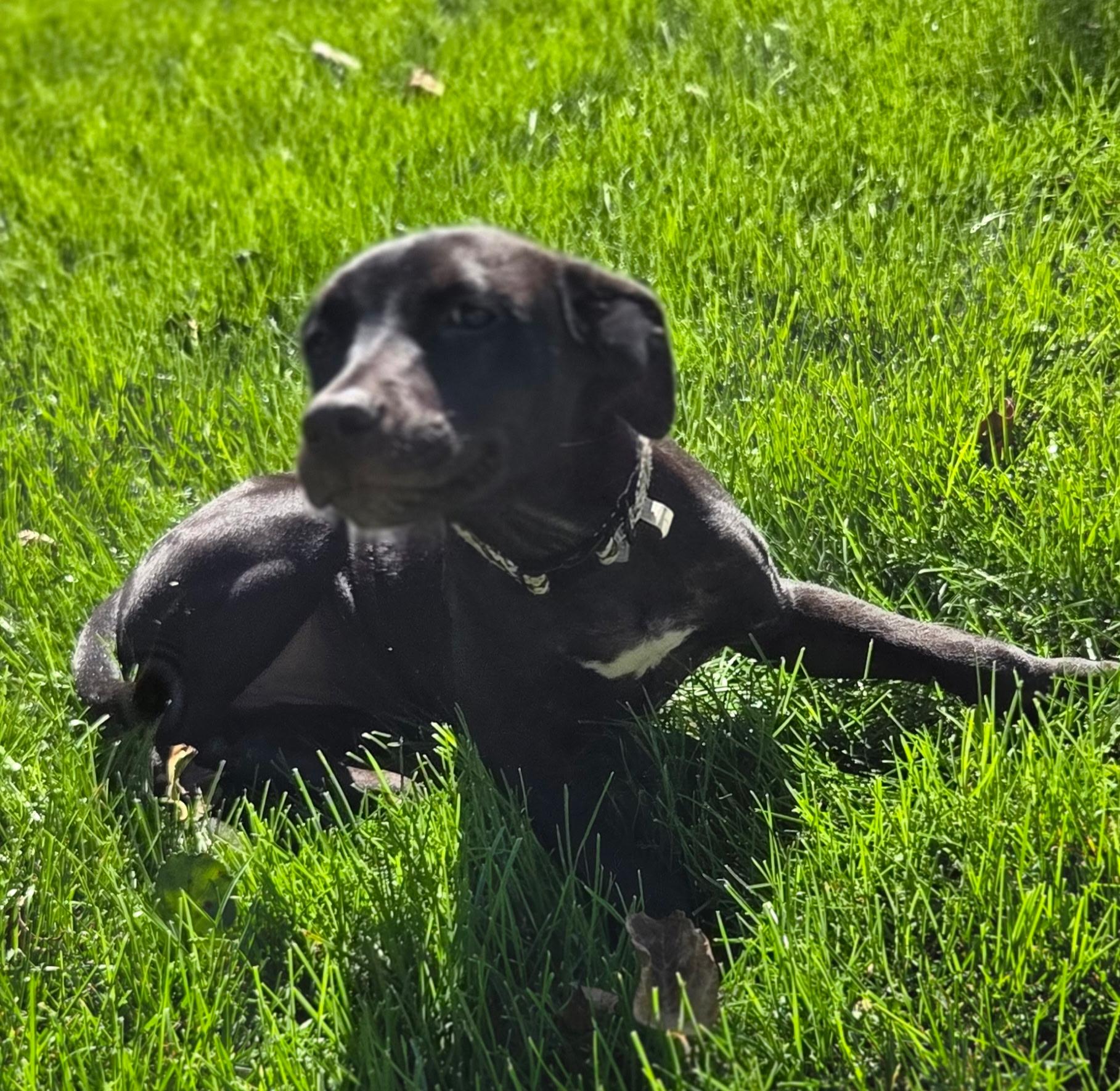Enlarge Meeny, a Adoptable mixed breed in Oswego, IL image 3/5