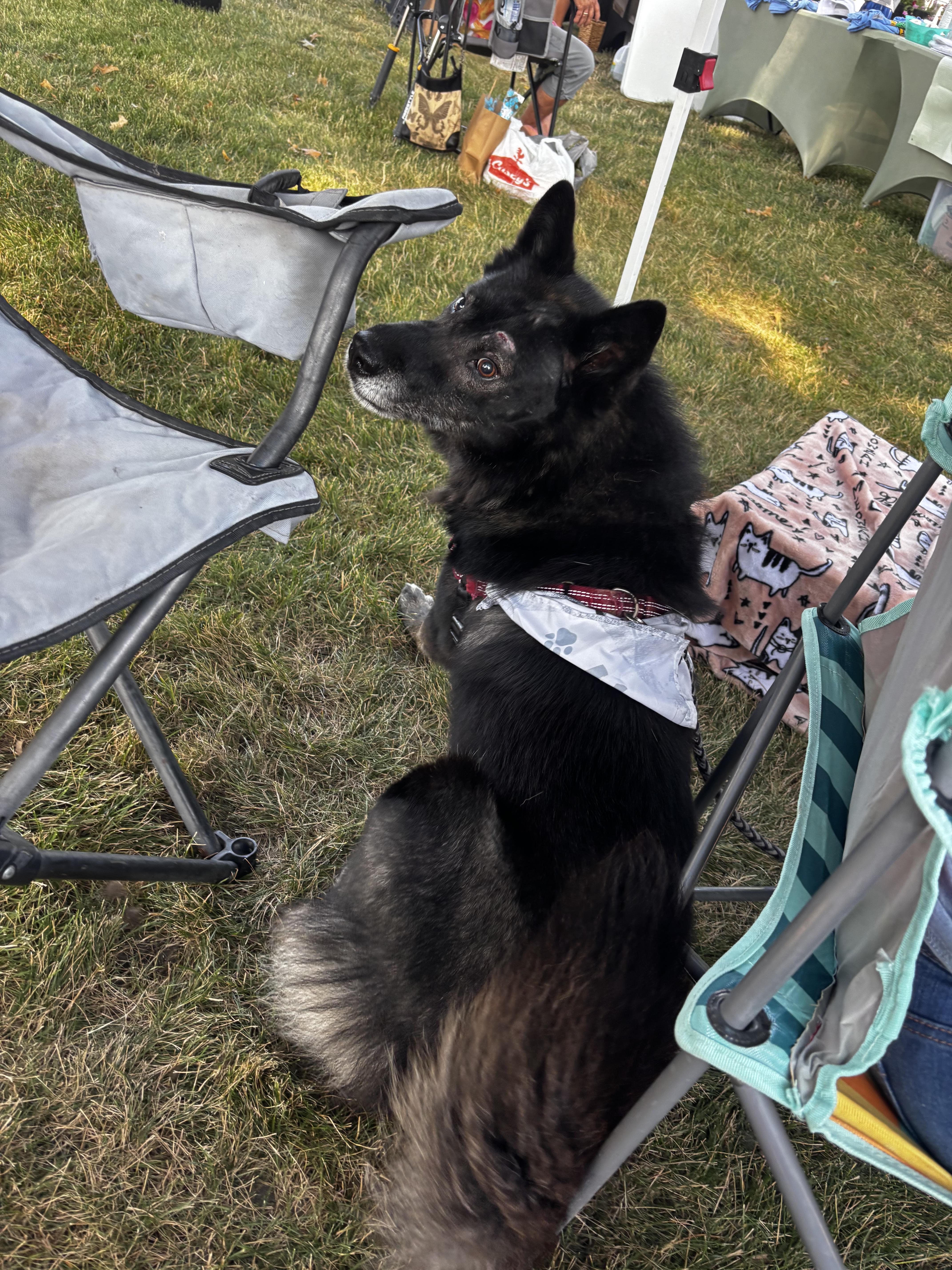 Maui, ADOPTABLE, Adult Male Siberian Husky.